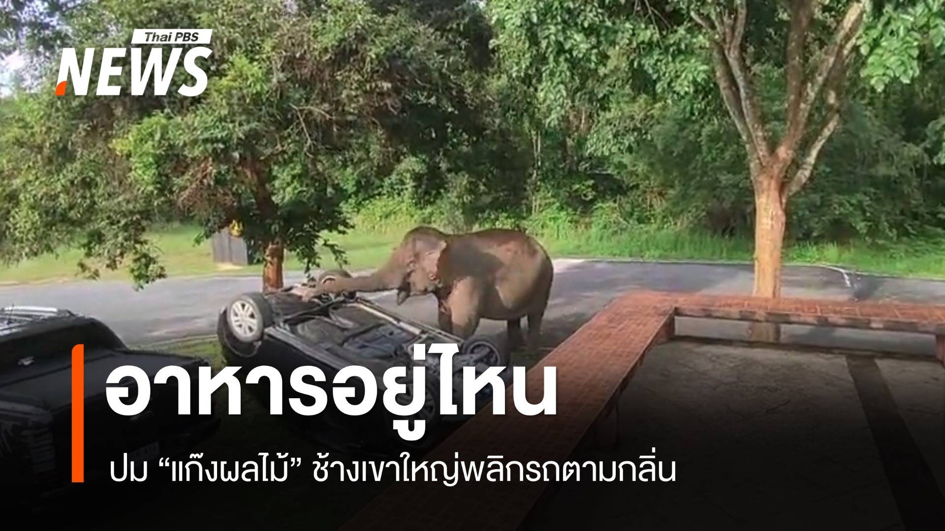 แจงปม "แก๊งผลไม้" ช้างเขาใหญ่พลิกรถแค่หาอาหาร