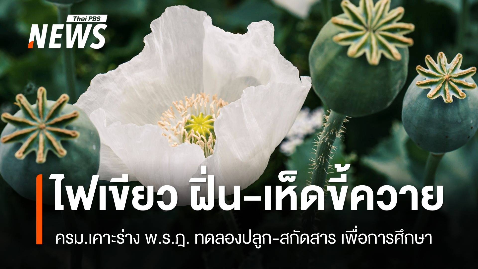 ไฟเขียว! ครม. เคาะร่างทดลองปลูกและสกัดสาร "ฝิ่น-เห็ดขี้ควาย"