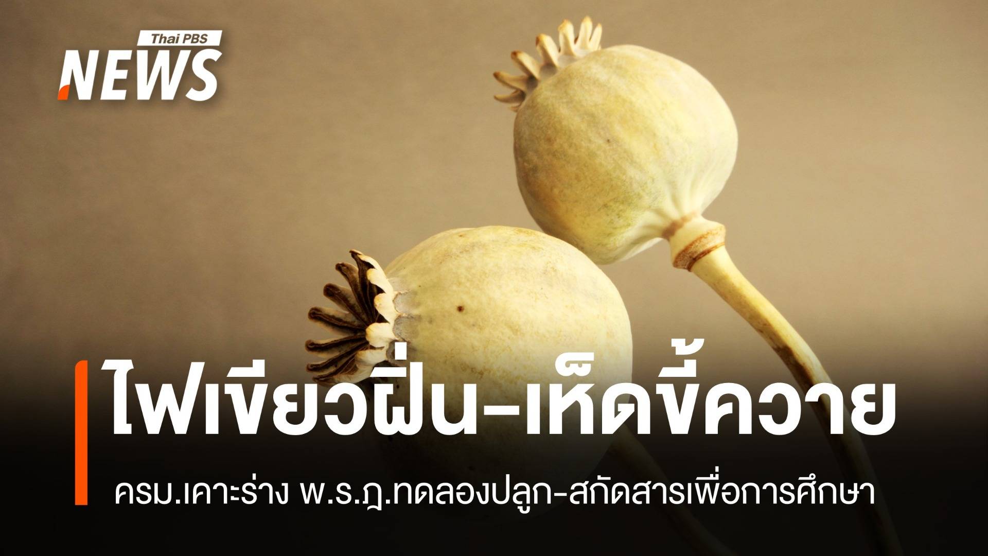 ไฟเขียว! ครม. เคาะร่างทดลองปลูกและสกัดสาร "ฝิ่น-เห็ดขี้ควาย"