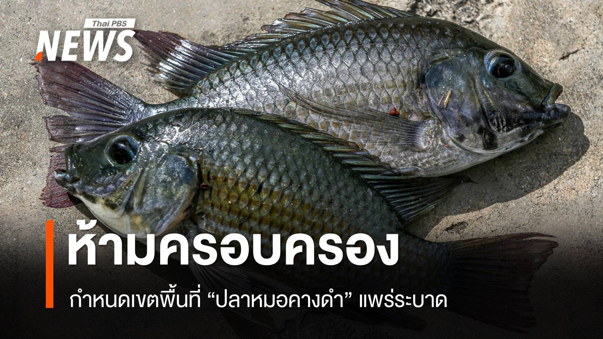 ราชกิจจาฯ ประกาศห้ามครอบครอง "ปลาหมอคางดำ" กำหนดพื้นที่ระบาด