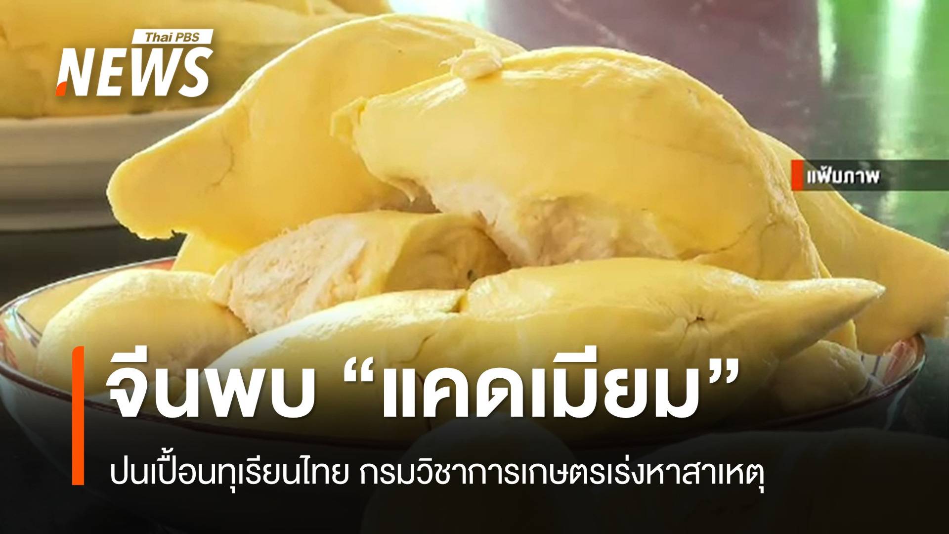 จีนพบทุเรียนไทยปนเปื้อนแคดเมียม กรมวิชาการเกษตรเร่งหาสาเหตุ