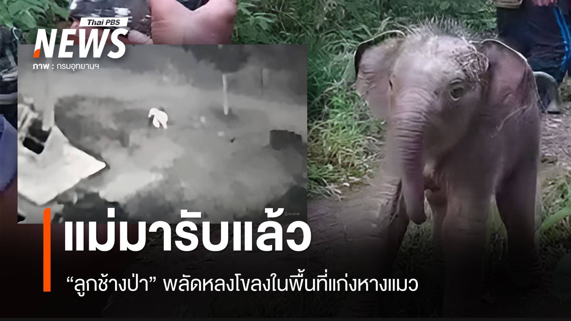 แม่มารับแล้ว "ลูกช้างป่าแก่งหางแมว" พลัดหลงโขลง