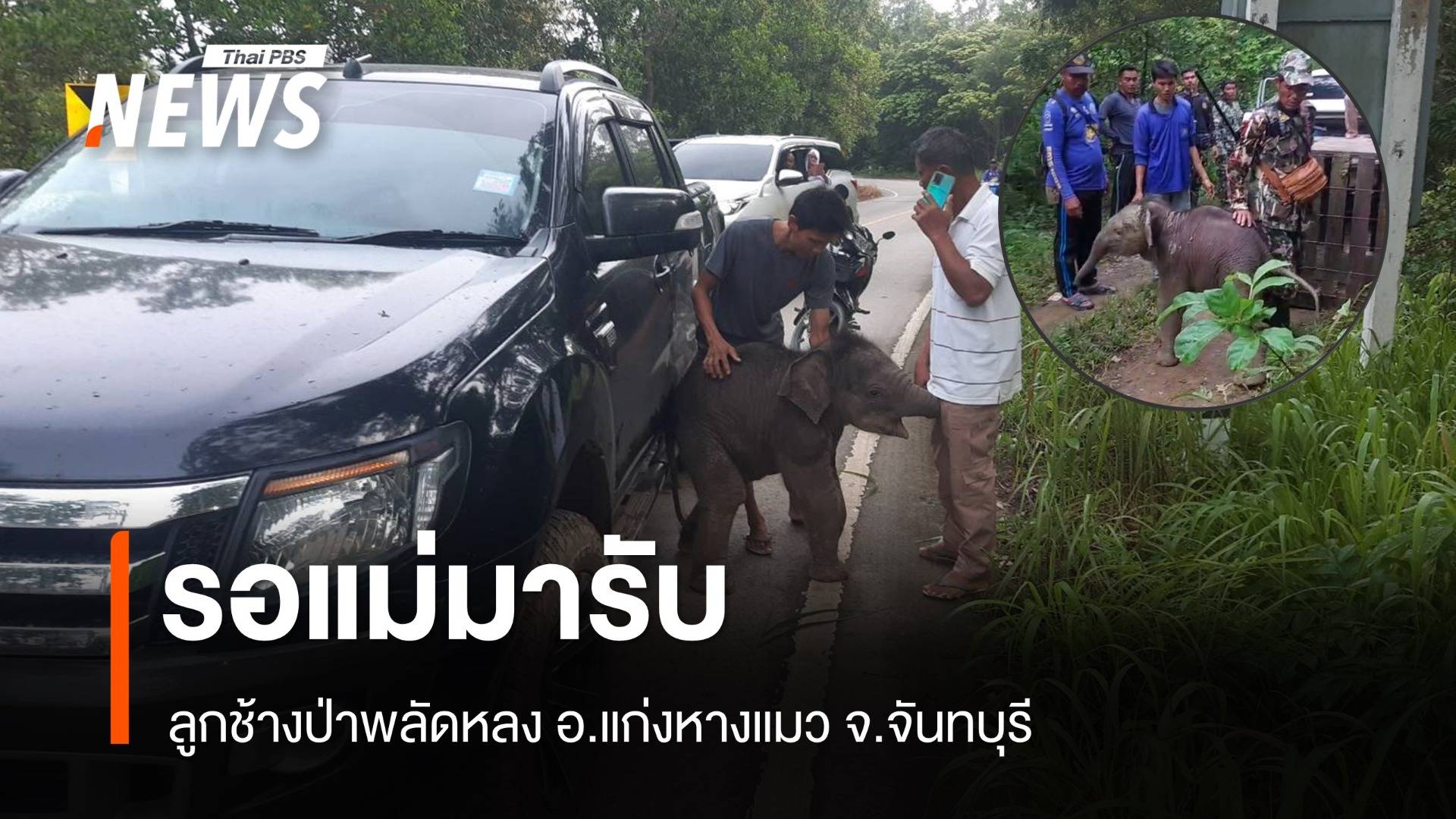 ลูกช้างป่าพลัดหลง วิ่งตามรถที่สัญจรไปมา จนท.ช่วย รอแม่มารับ