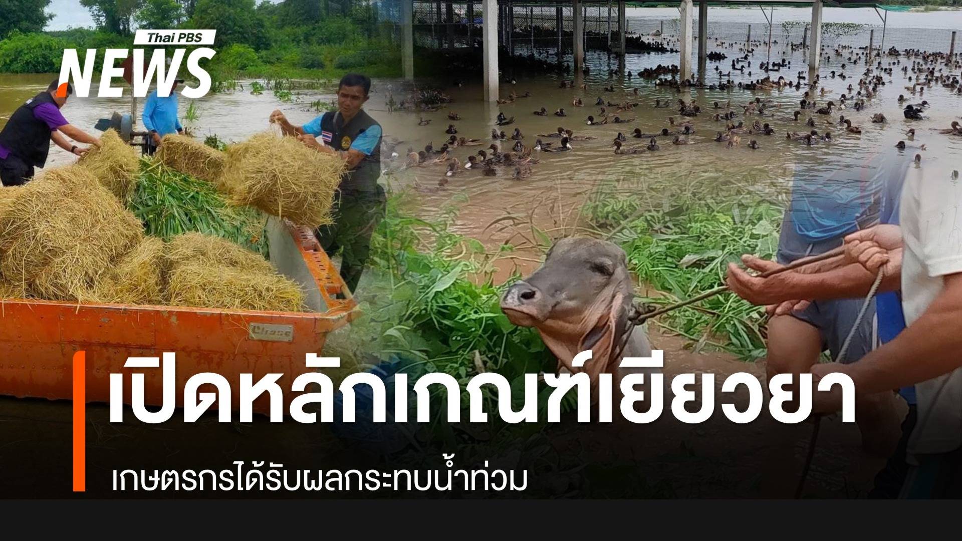 เปิดหลักเกณฑ์เยียวยาเกษตรกรได้รับผลกระทบน้ำท่วม 