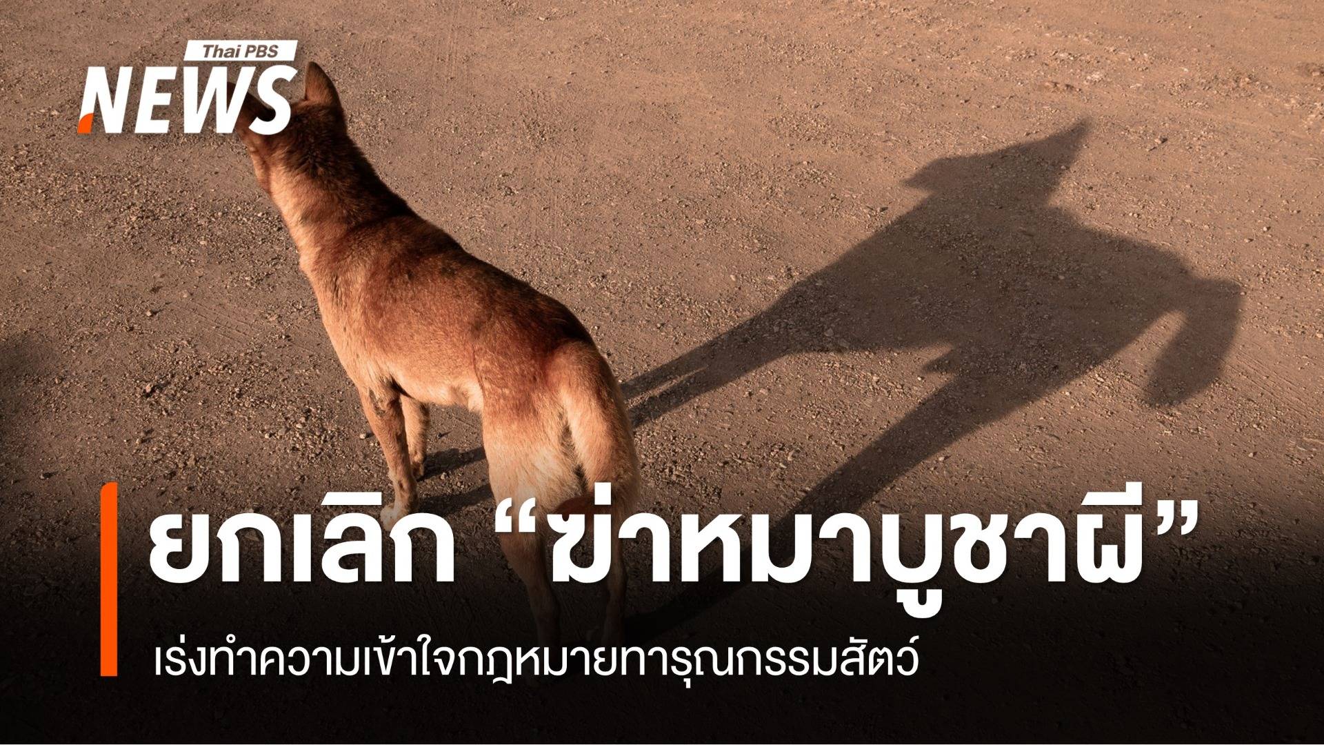 ยกเลิก "ฆ่าหมาบูชาผี" เร่งทำความเข้าใจ กม.ทารุณกรรมสัตว์