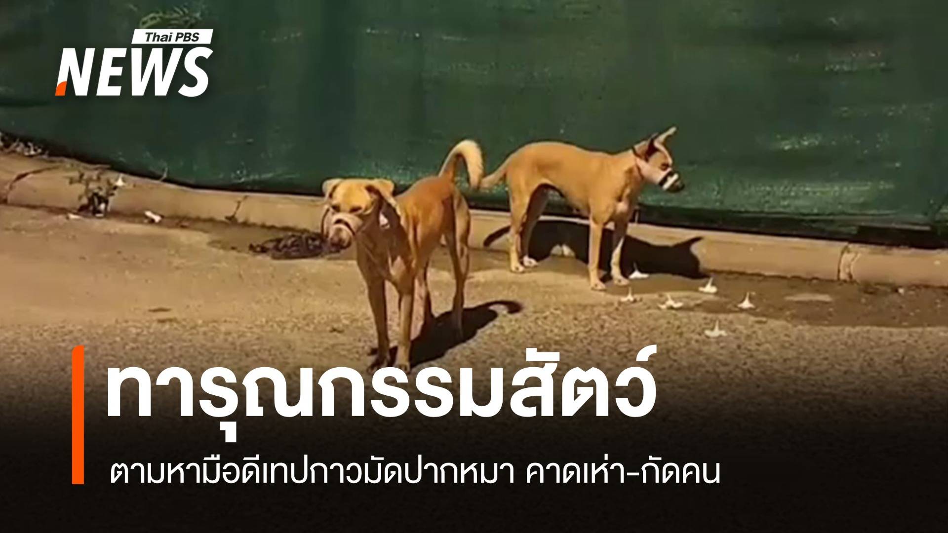 เห่าเสียงดัง! ตามหามือมืดใช้เทปกาวมัดปากหมา 10 ตัว