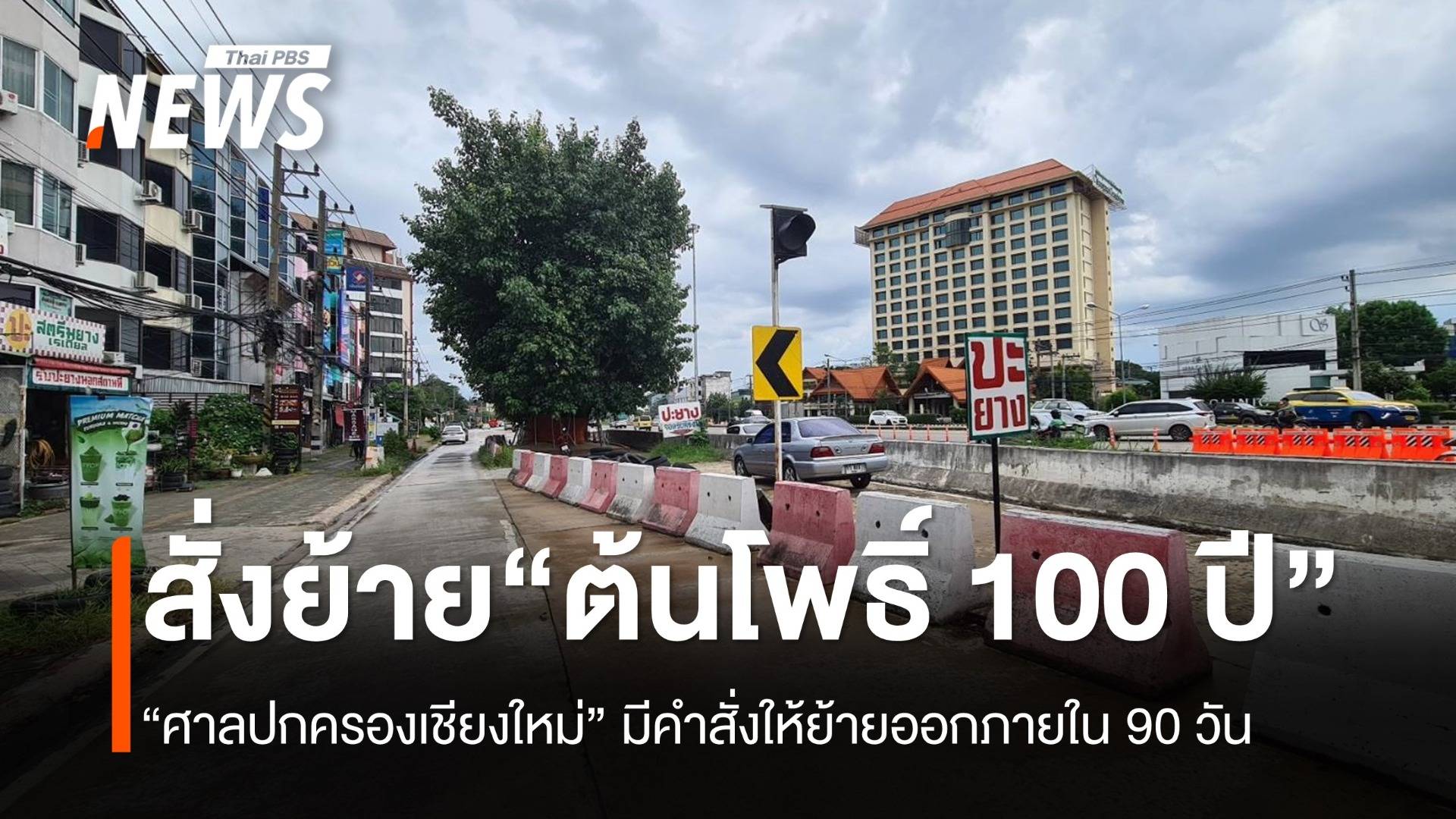 ศาลปกครองเชียงใหม่ สั่งย้าย “ต้นโพธ์ 100 ปี” ภายใน 90 วัน