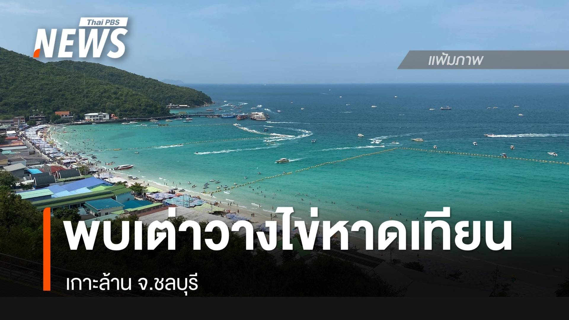 พบเต่าวางไข่หาดเทียน เกาะล้าน จ.ชลบุรี