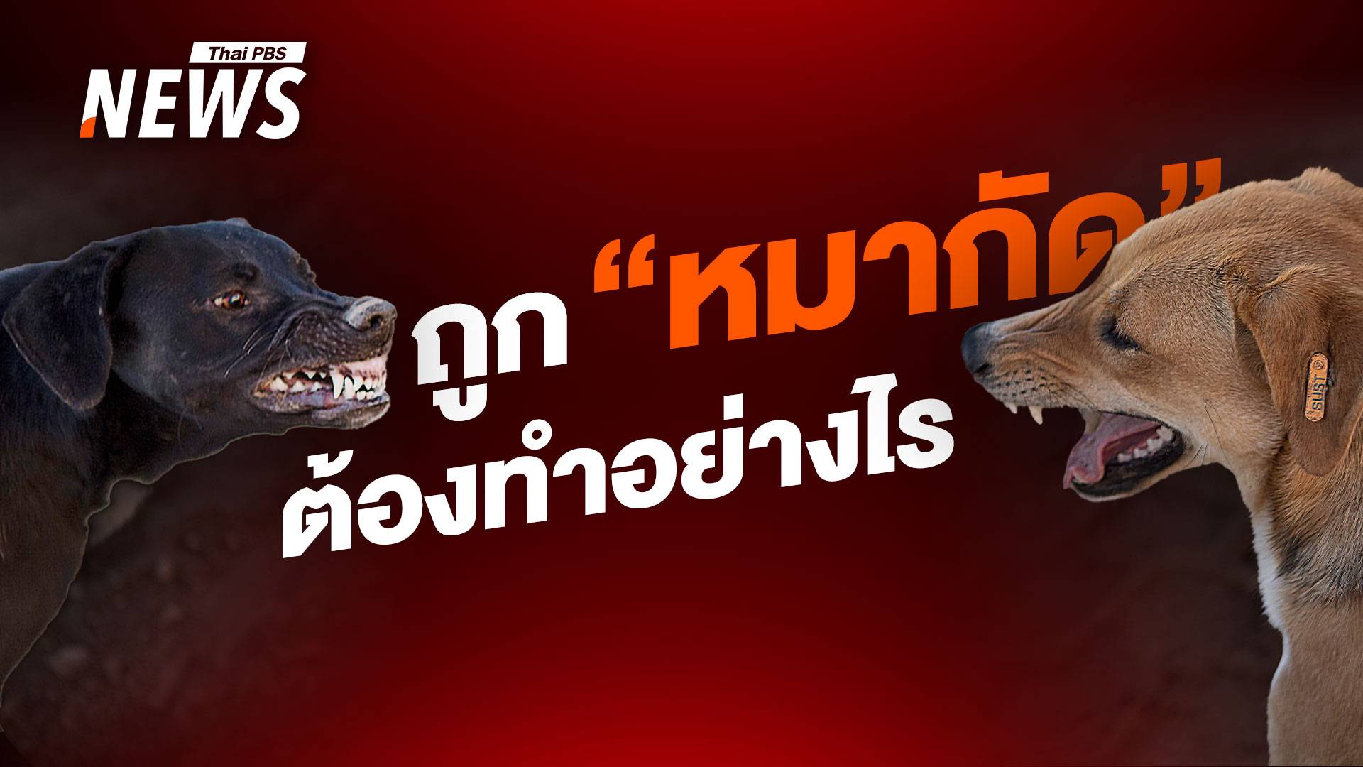 สิ่งที่ต้องทำเมื่อถูก "หมา - แมวกัด" ลดเสี่ยง "โรคพิษสุนัขบ้า"  