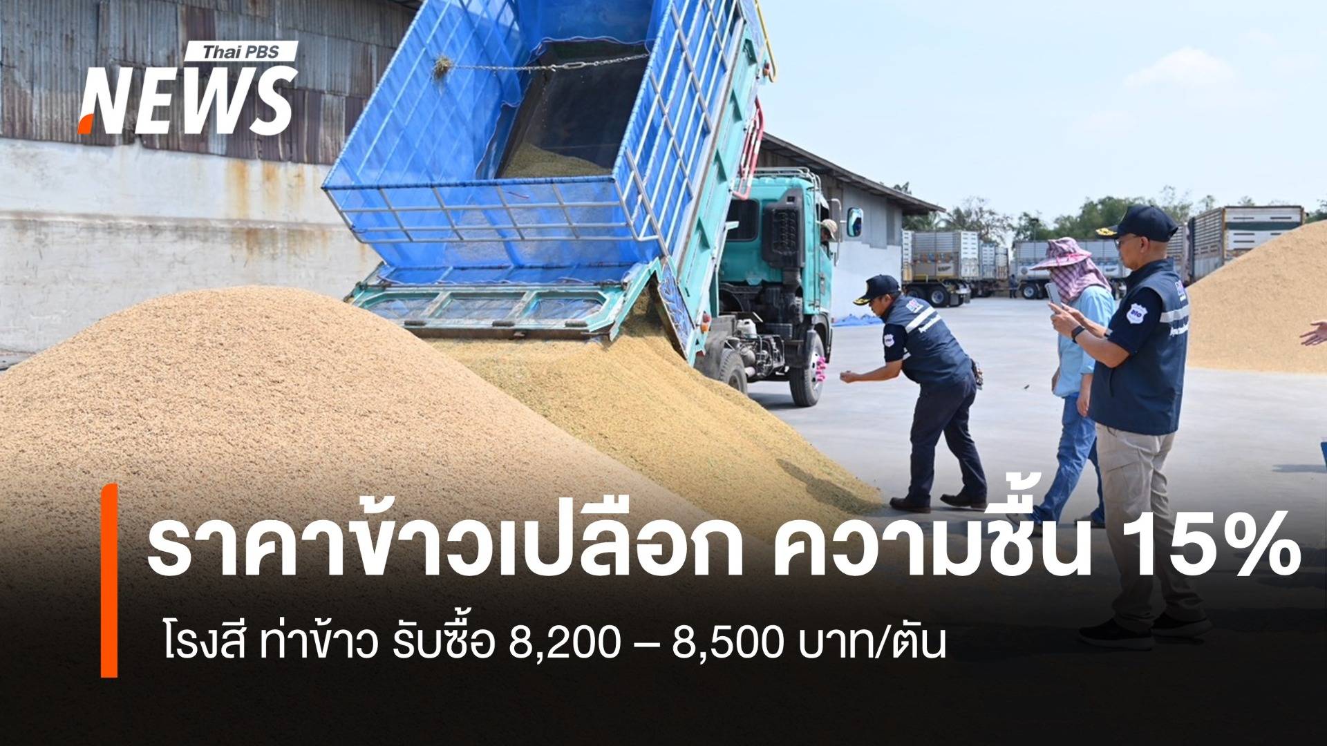 ข้าวเปลือก ความชื้น 15% โรงสี-ท่าข้าว รับซื้อ 8,200 – 8,500 บาท/ตัน