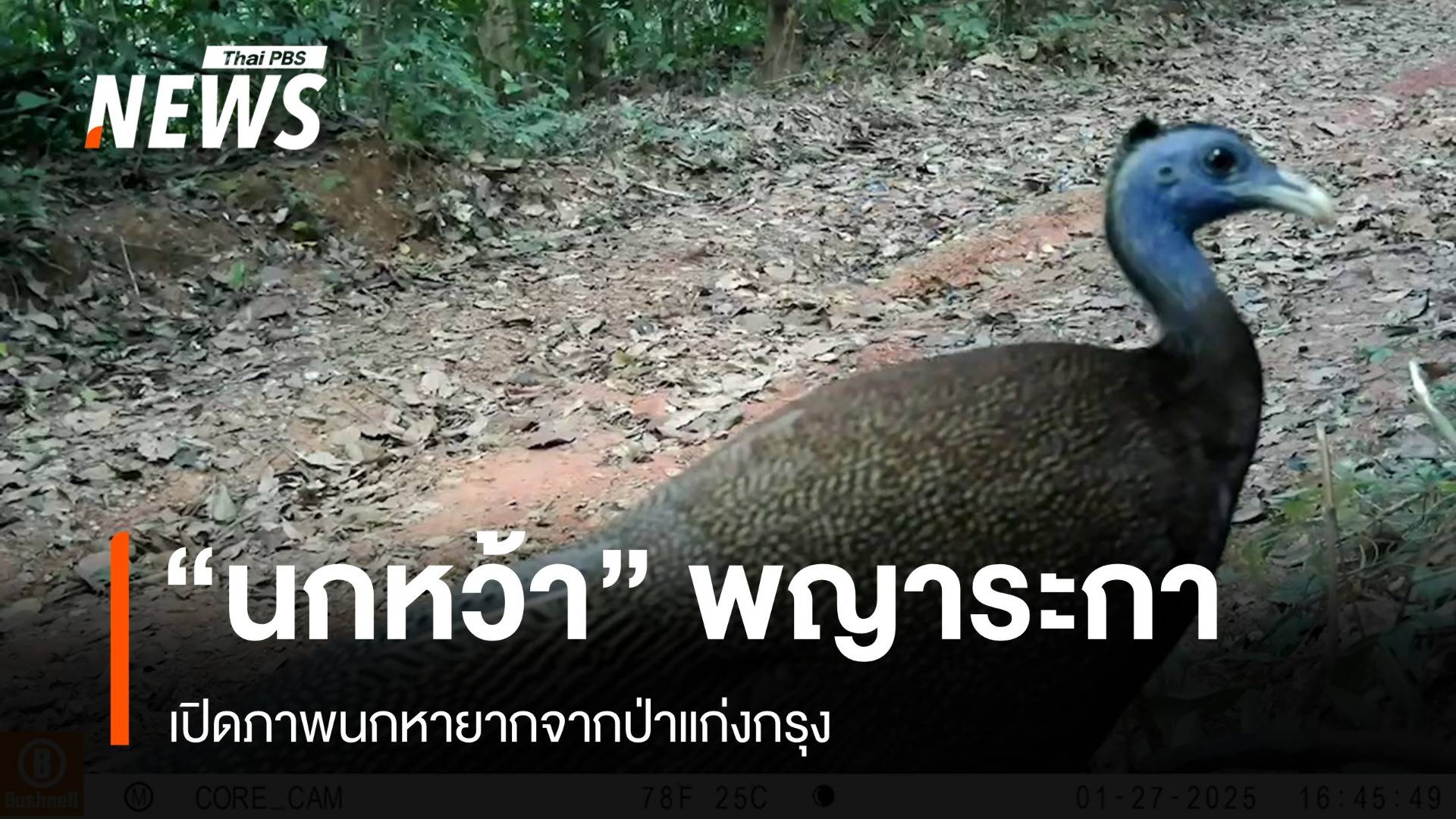 เปิดภาพหายาก "นกหว้า" พญาระกาแห่งผืนป่าภาคใต้