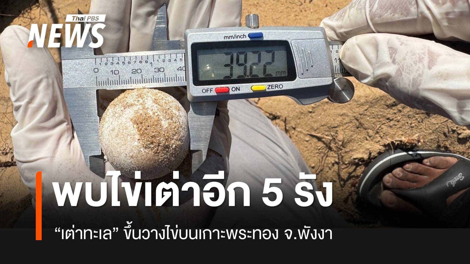 พบรังไข่เต่าทะเลที่ “เกาะพระทอง” 5 รัง วอนช่วยกันดูแล