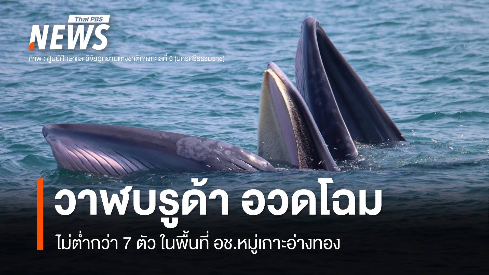 "วาฬบรูด้า" อวดโฉม 7 ตัว ที่ อุทยานแห่งชาติหมู่เกาะอ่างทอง
