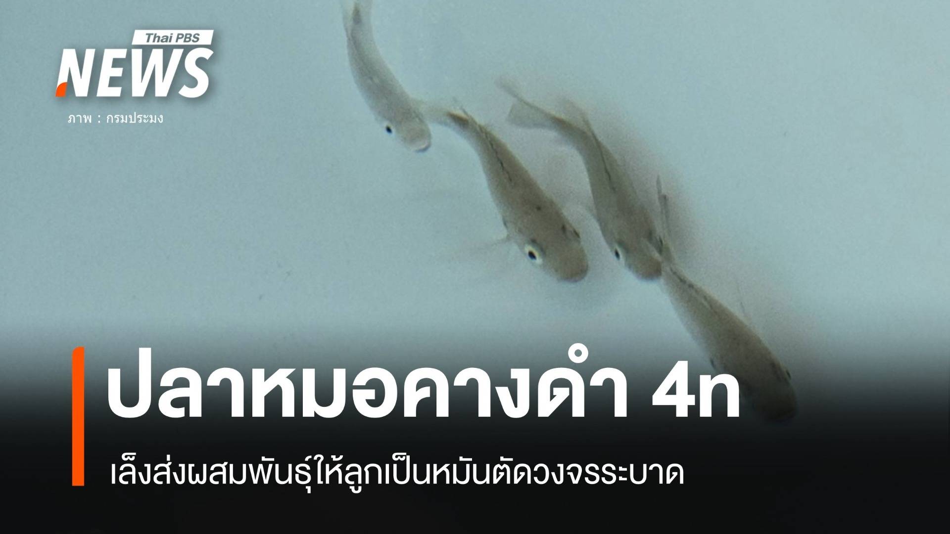 ปลาหมอคางดำ 4n ส่งผสมพันธุ์ให้ลูกเป็นหมันตัดวงจรแพร่ระบาด