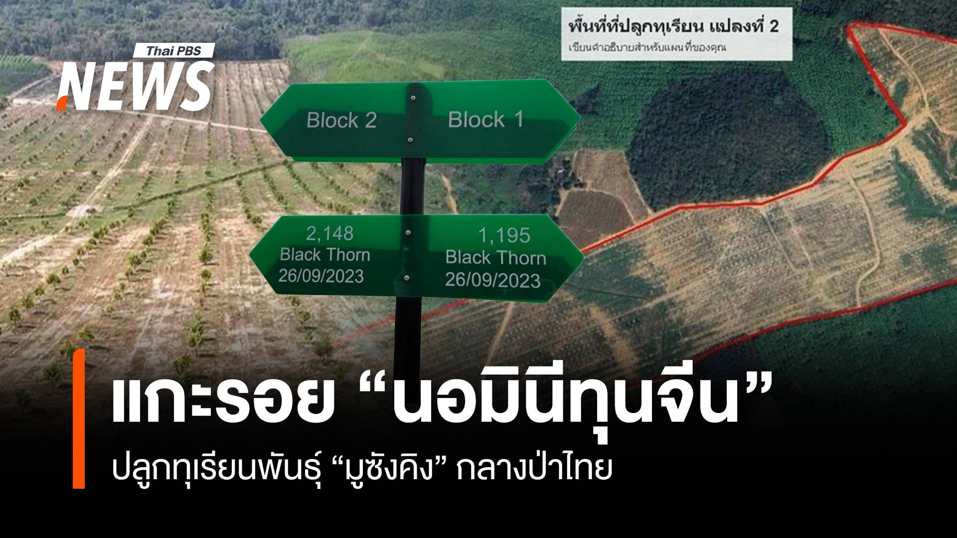 แกะรอย "นอมินีทุนจีน" ปลูกทุเรียนพันธุ์ "มูซังคิง"กลางป่าไทย