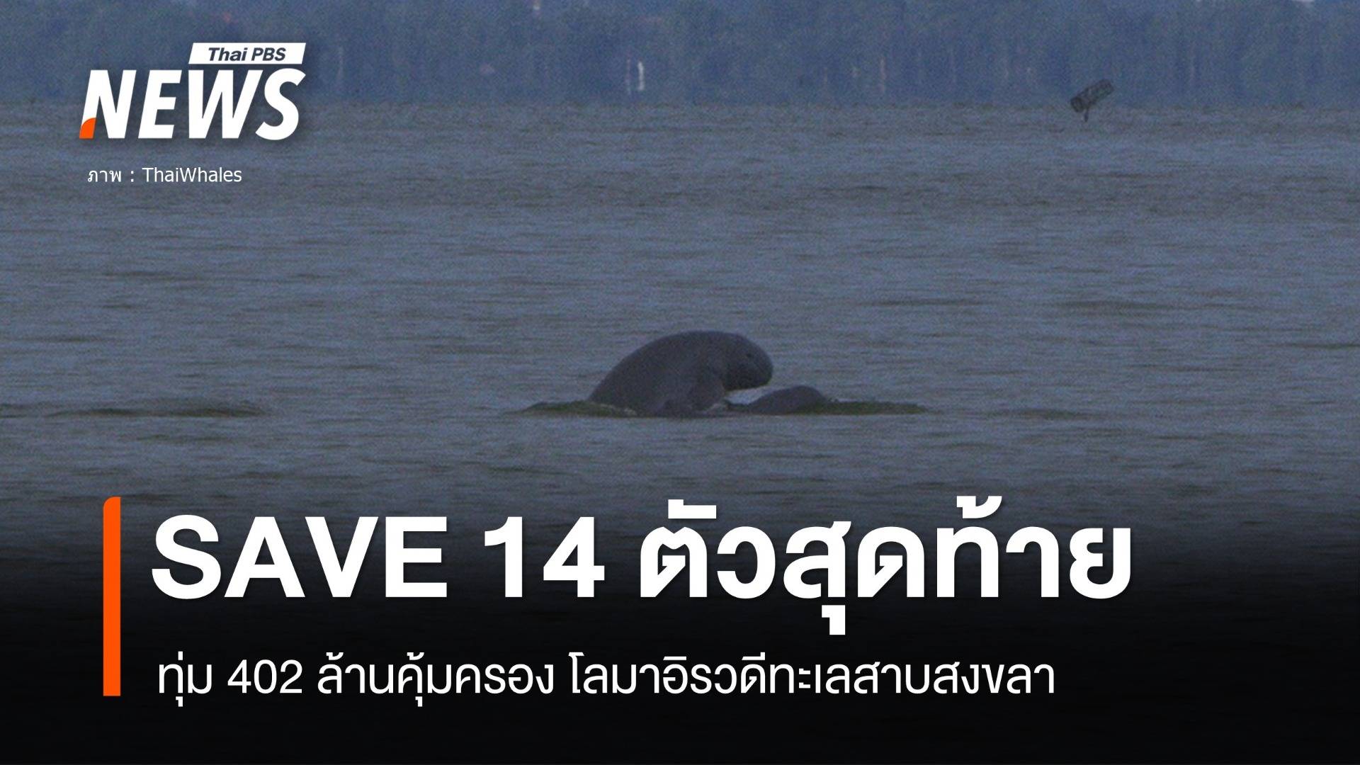 ไฟเขียว 402 ล้านอนุรักษ์โลมาอิรวดี 14 ตัวสุดท้ายทะลสาบสงขลา 