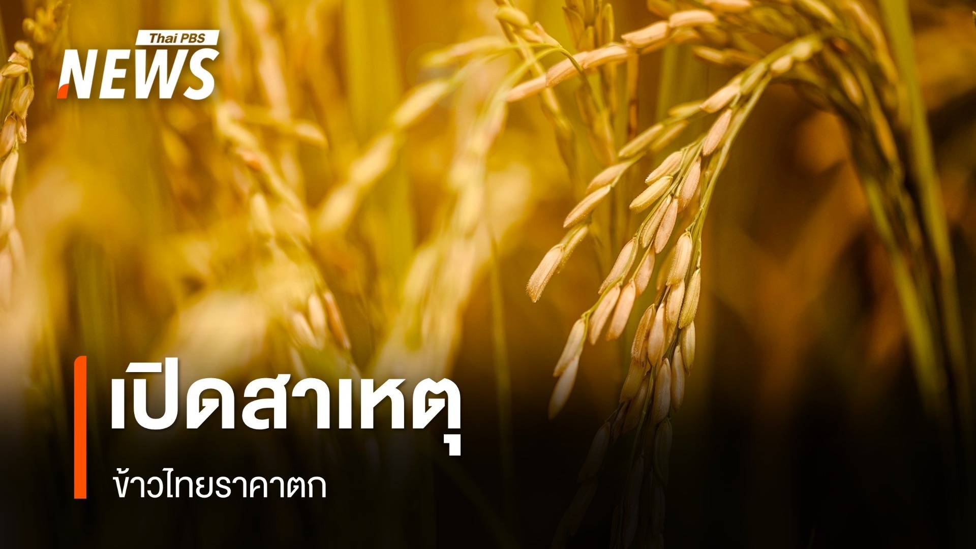 เปิดสาเหตุ "ข้าว" ชาวนาไทย ทำไมราคาตก