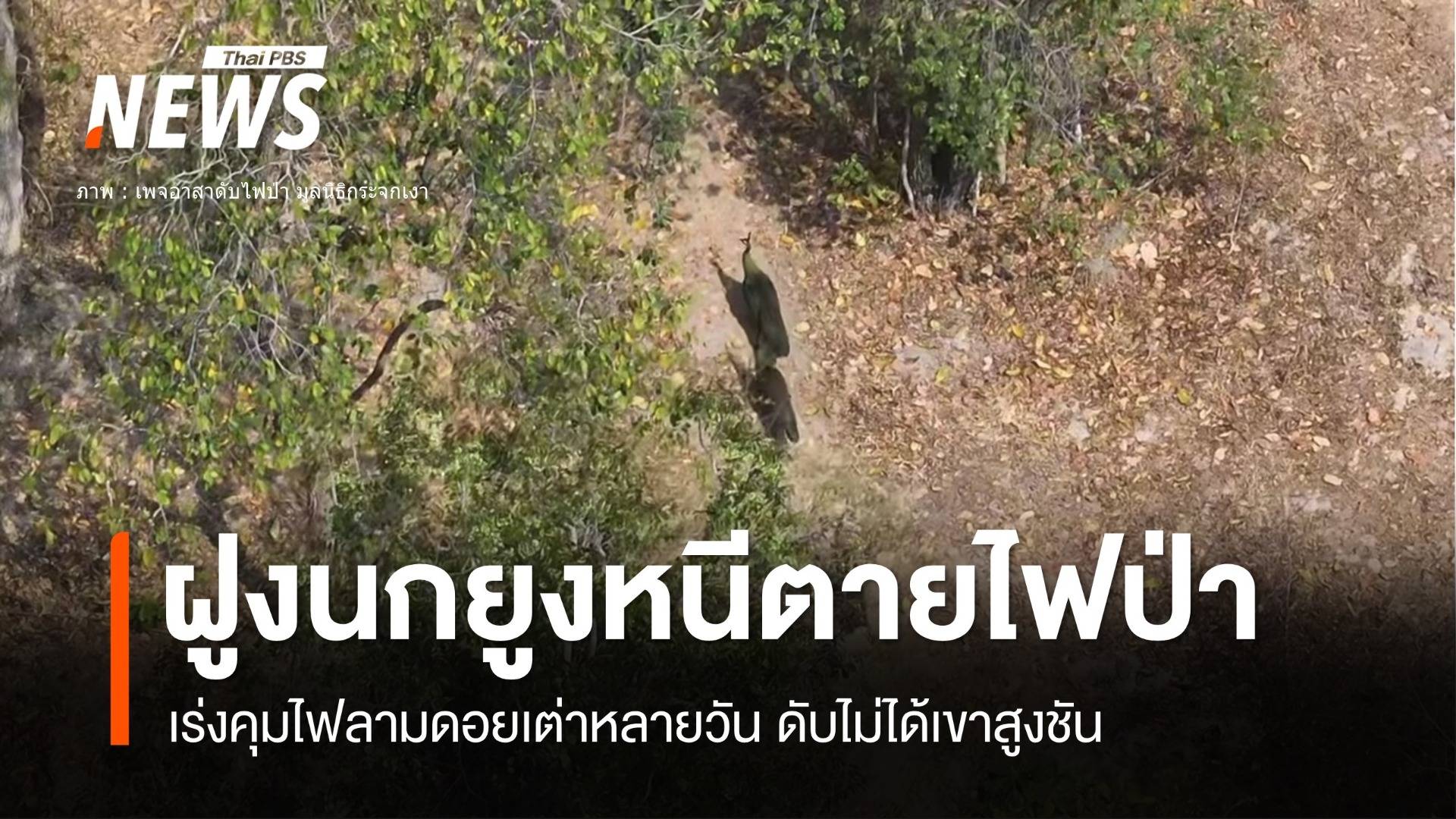เปิดภาพฝูงนกยูงหนีตายไฟป่า "ดอยเต่า" ลามหลายจุด