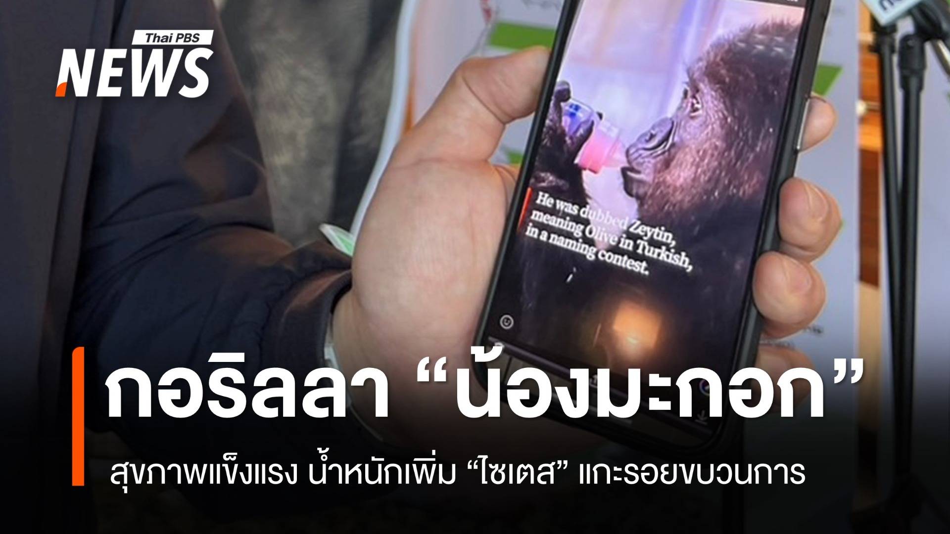 "น้องมะกอก" ชื่อใหม่ลูกกอริลลาตุรกี ร่าเริง กินเก่ง น้ำหนักเพิ่ม