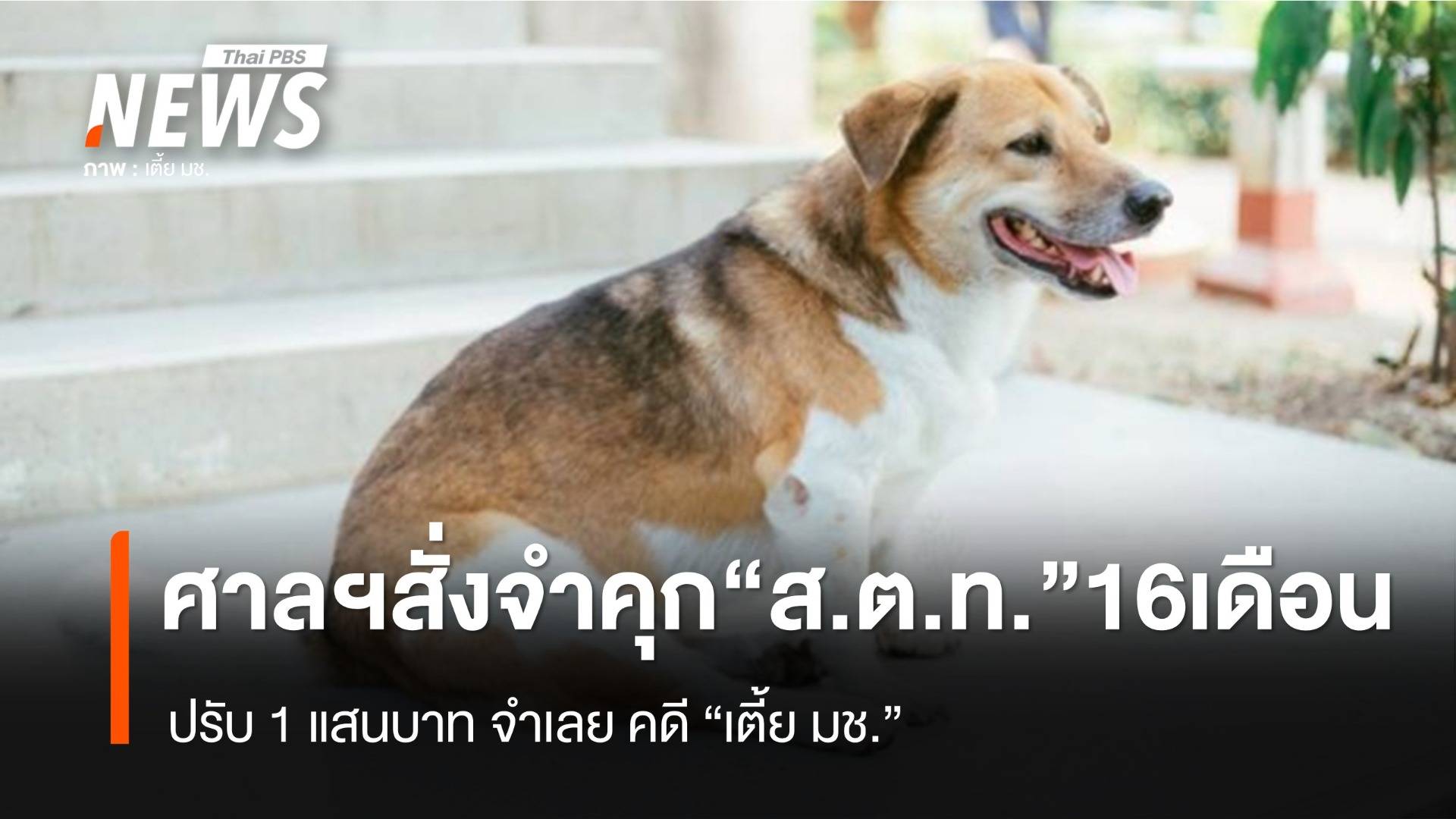 ศาลฯตัดสินจำคุก "ส.ต.ท." 16 เดือน ไม่รอลงอาญา คดี สุนัข "เตี้ย มช."