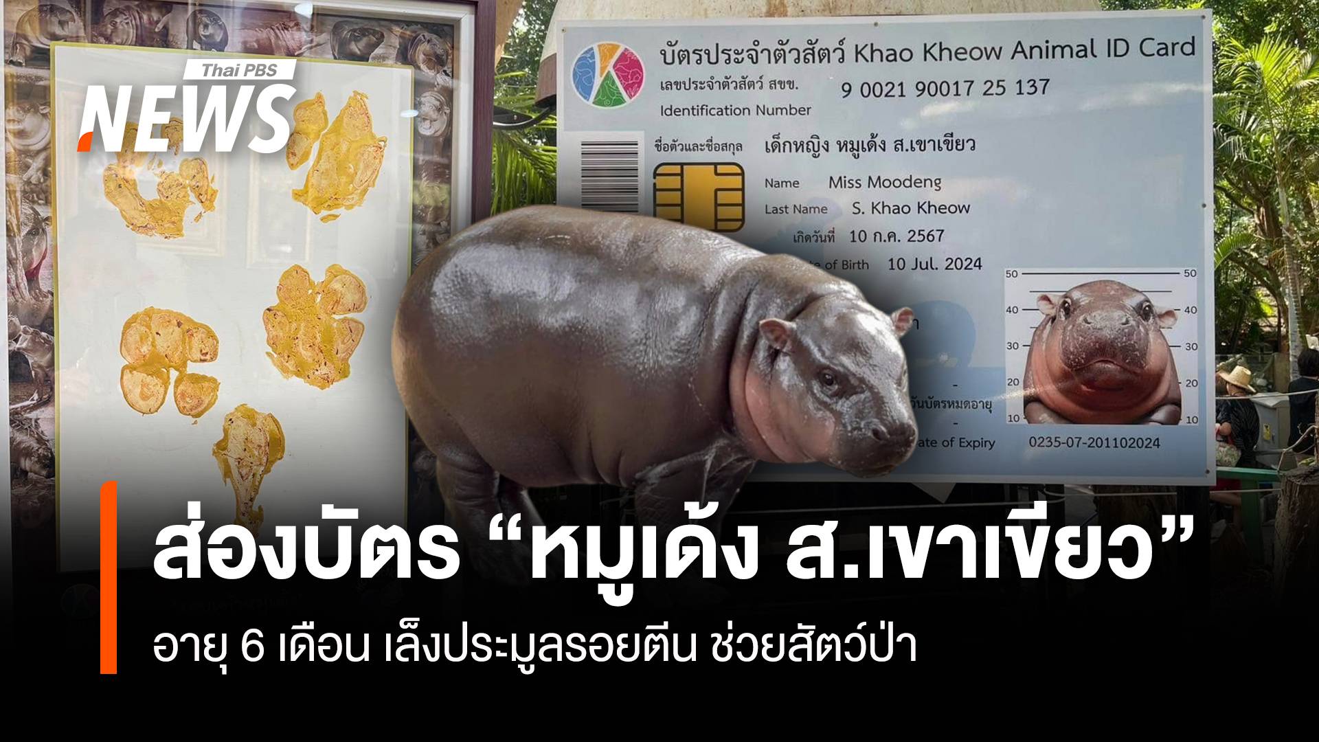 ส่องบัตร ปชช. "เด็กหญิงหมูเด้ง ส.เขาเขียว" เปิดประมูลรอยตีน