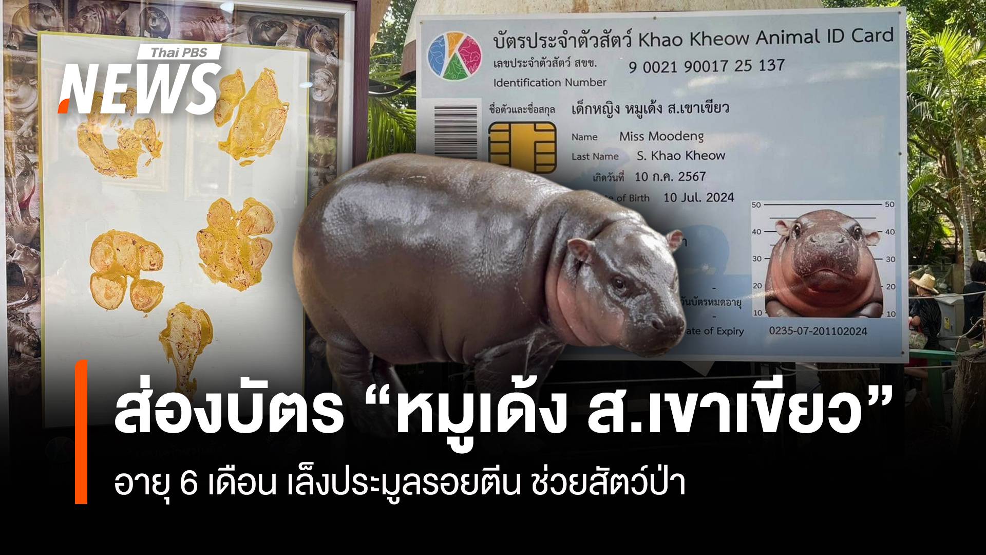 ส่องบัตร ปชช. "เด็กหญิงหมูเด้ง ส.เขาเขียว" เปิดประมูลรอยตีน