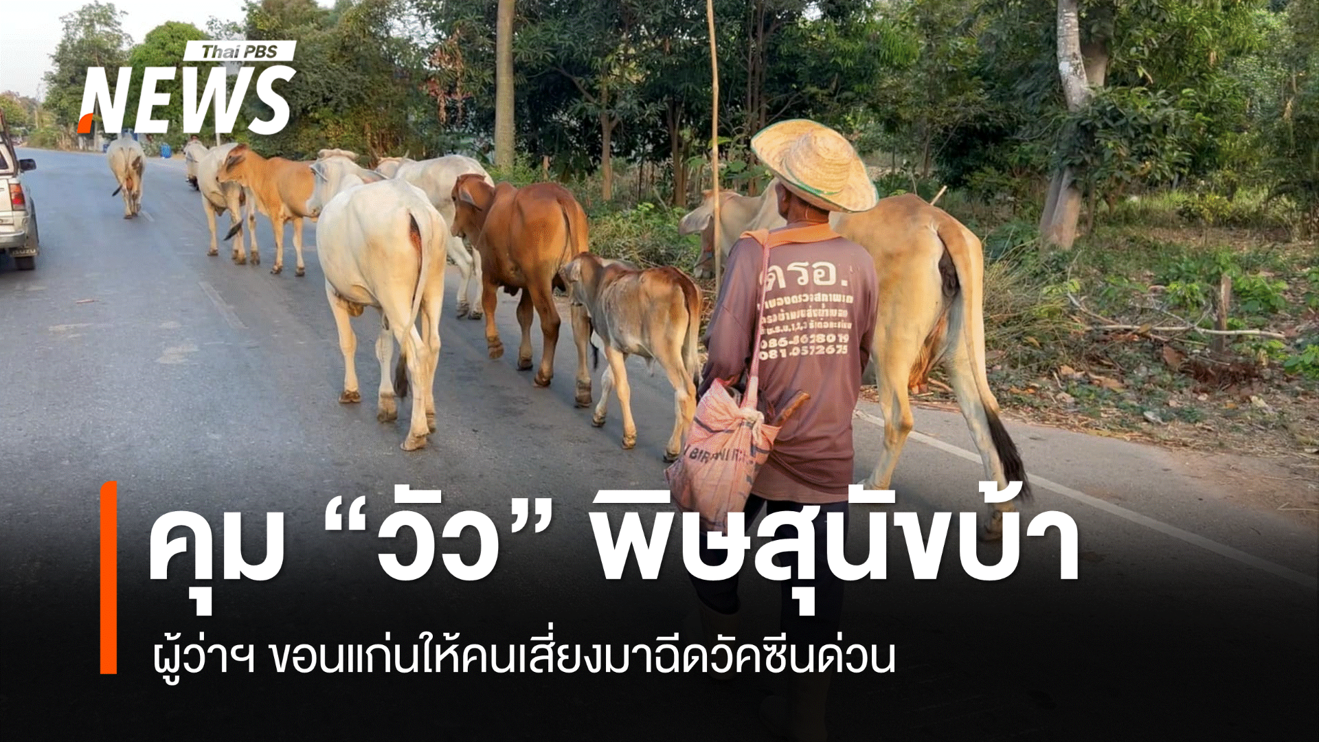 ผู้ว่าฯ ขอนแก่น คุมระบาดพิษสุนัขบ้าในวัว เตือนกลุ่มเสี่ยงรับวัคซีน