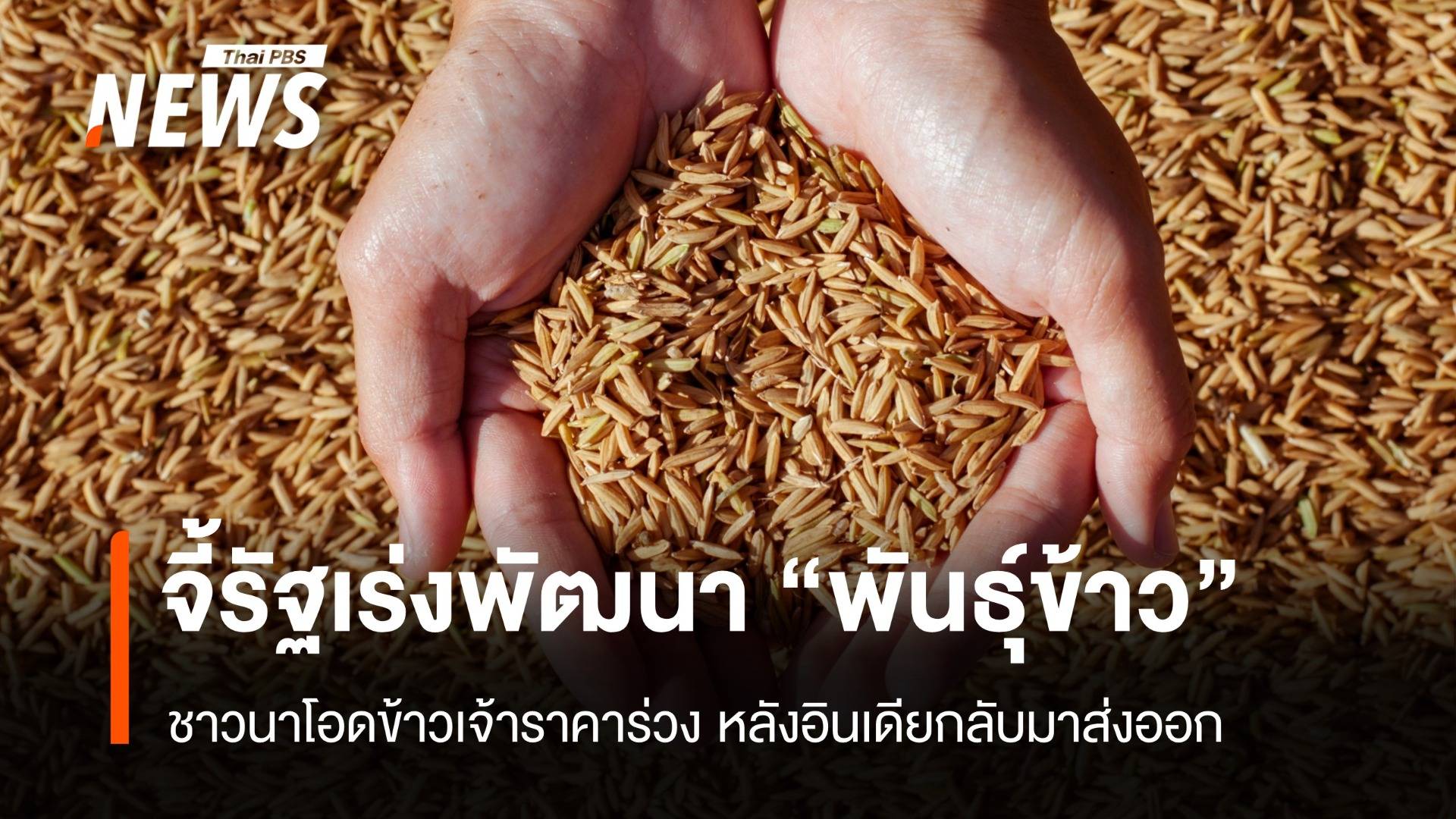 จี้รัฐเร่งพัฒนาพันธุ์ข้าว หลังชาวนาโอดข้าวเจ้าราคาร่วง