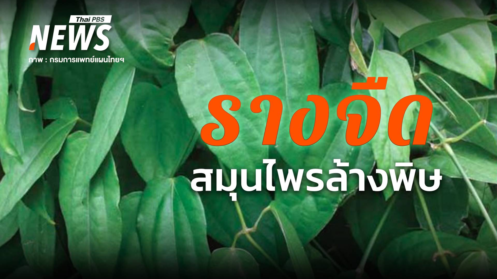 "รางจืด" สมุนไพรฤทธิ์เย็น ใช้อย่างไรให้ได้ประโยชน์ - ข้อควรระวัง