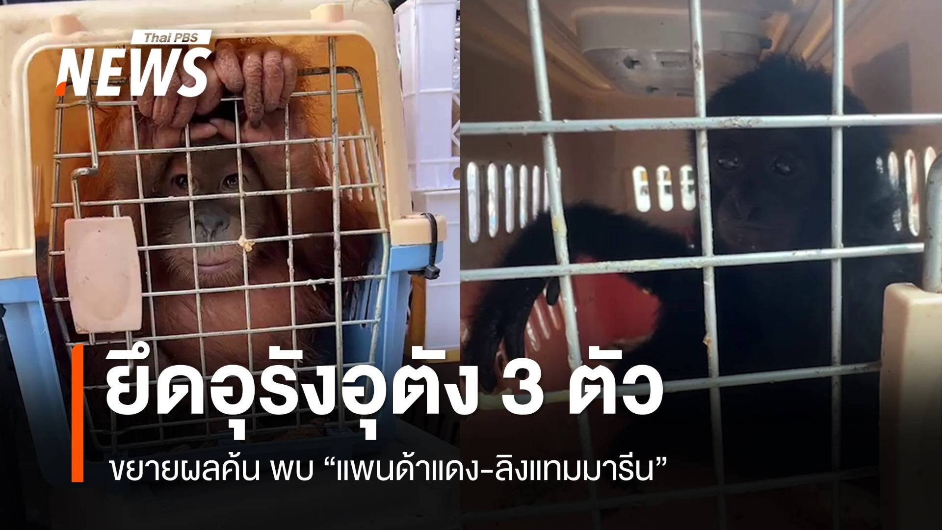 ด่วน! ยึดอุรังอุตัง 3 ตัวซุกรถจากใต้ลอบส่งขบวนการค้าสัตว์ป่า