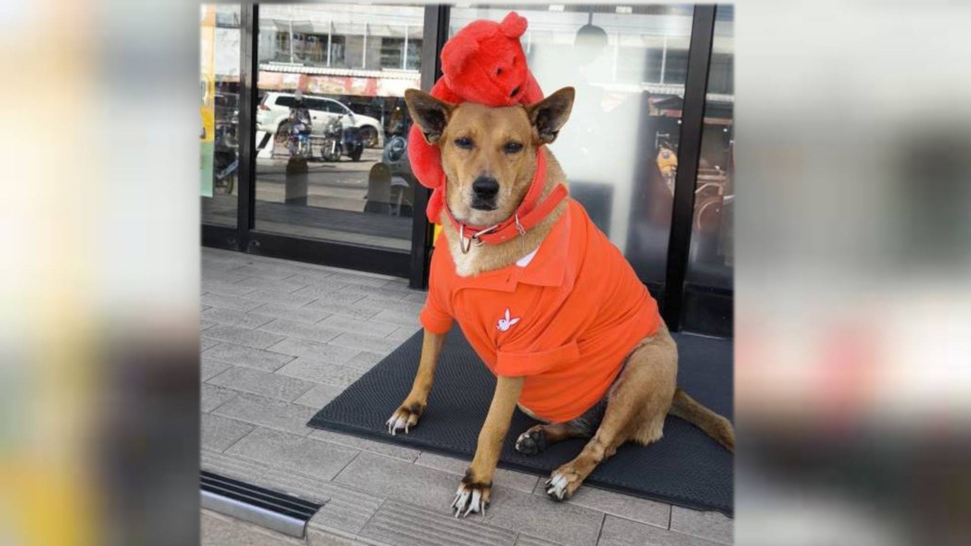 พระองค์เจ้าสิริภาจุฑาภรณ์ ทรงรับอุปการะสุนัข "หมูแดง"