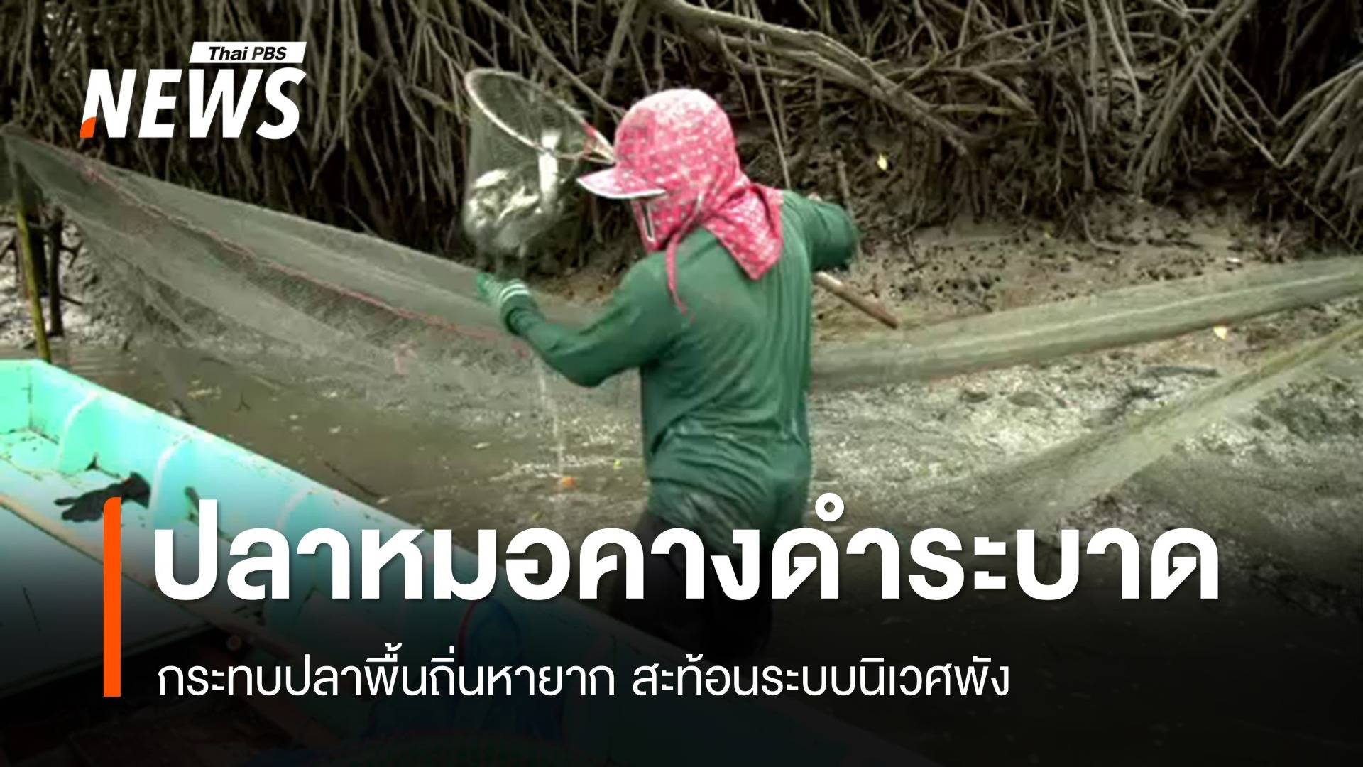 ปลาหมอคางดำระบาด กระทบปลาพื้นถิ่นหายากสะท้อนระบบนิเวศพัง