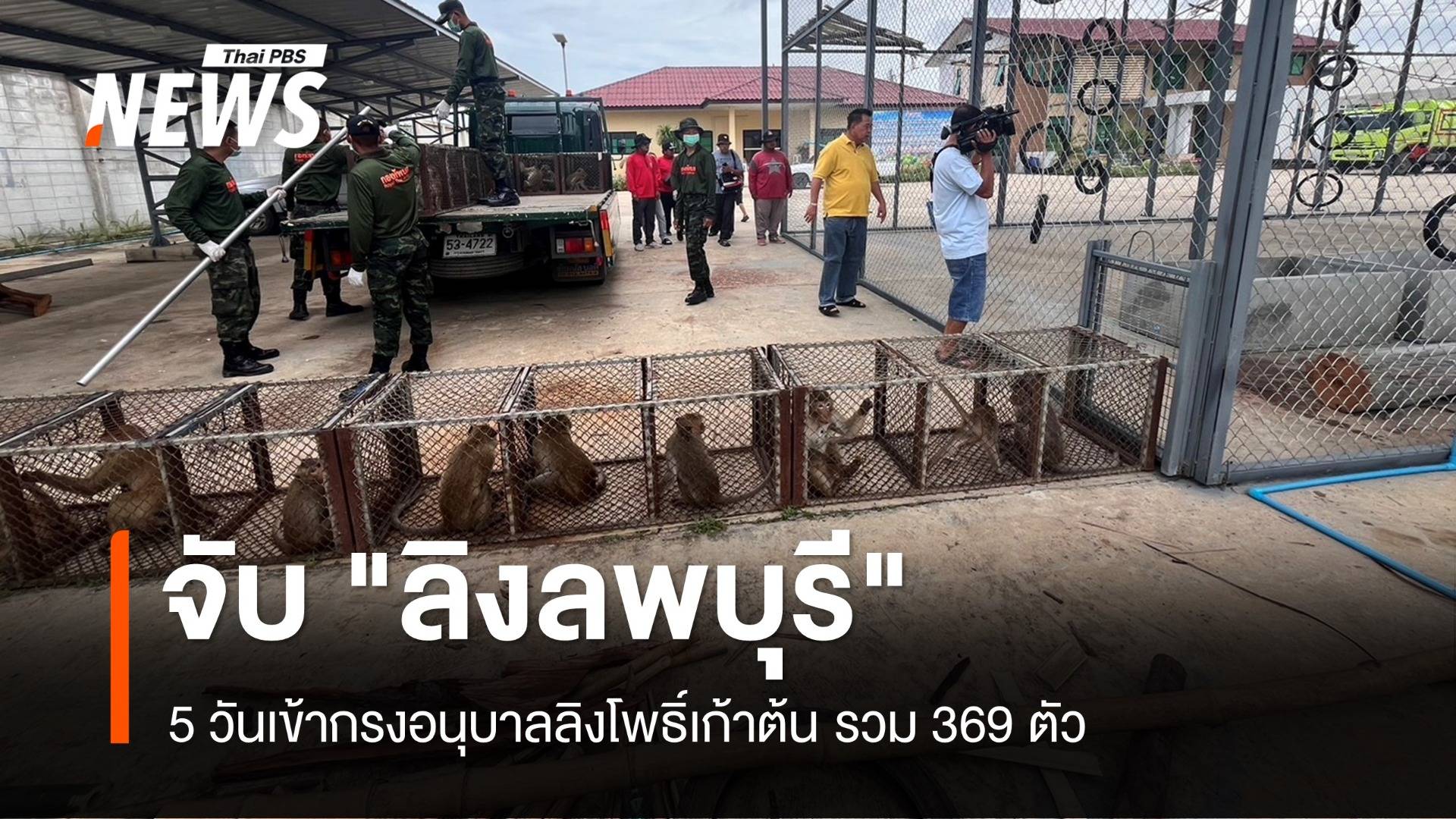 5 วัน จับ "ลิงลพบุรี" เข้ากรงโพธิ์เก้าต้น 369  ตัว