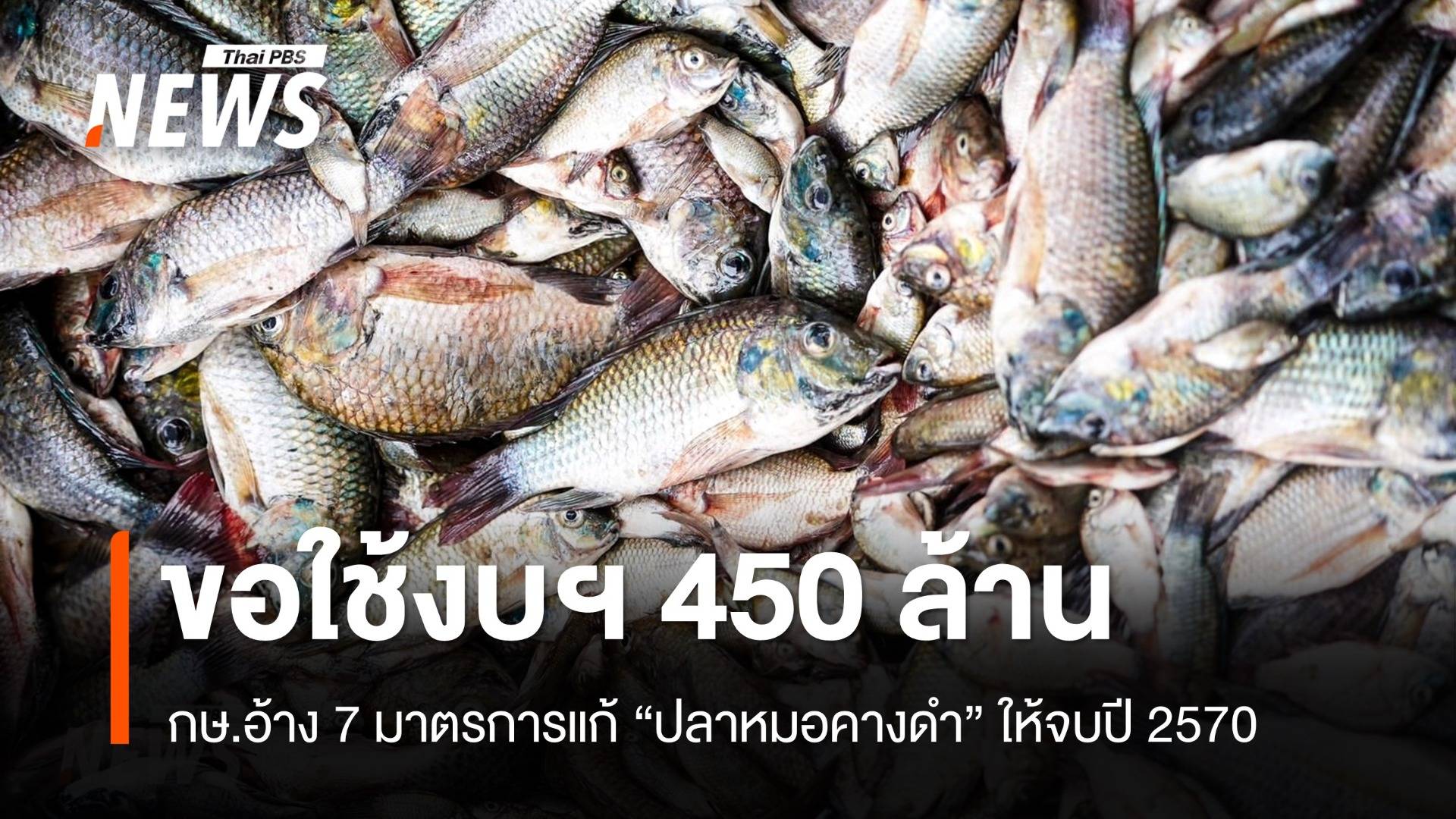 ของบ 450 ล้านบาท กษ.อ้าง 7 มาตรการแก้ "ปลาหมอคางดำ"