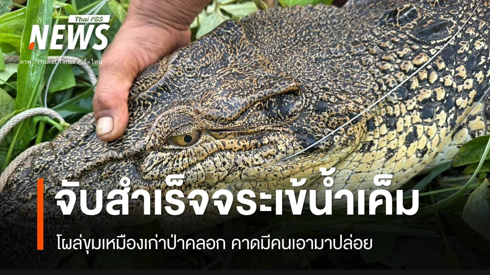 จับแล้ว! "น้องพารา" จระเข้น้ำเค็ม 2.4 เมตรโผล่ขุมเหมืองภูเก็ต  