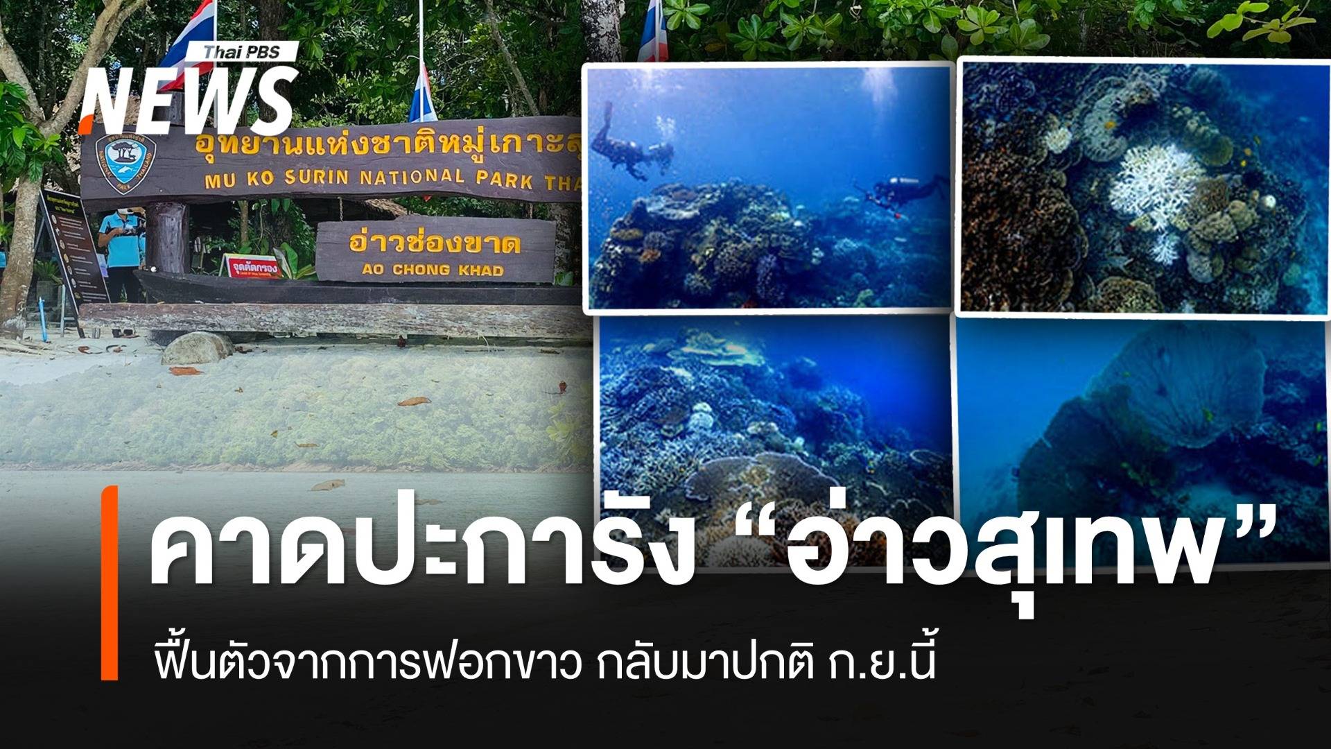 อช.หมู่เกาะสุรินทร์ คาดปะการังฟอกขาว "อ่าวสุเทพ" ฟื้นตัว ก.ย.นี้ 