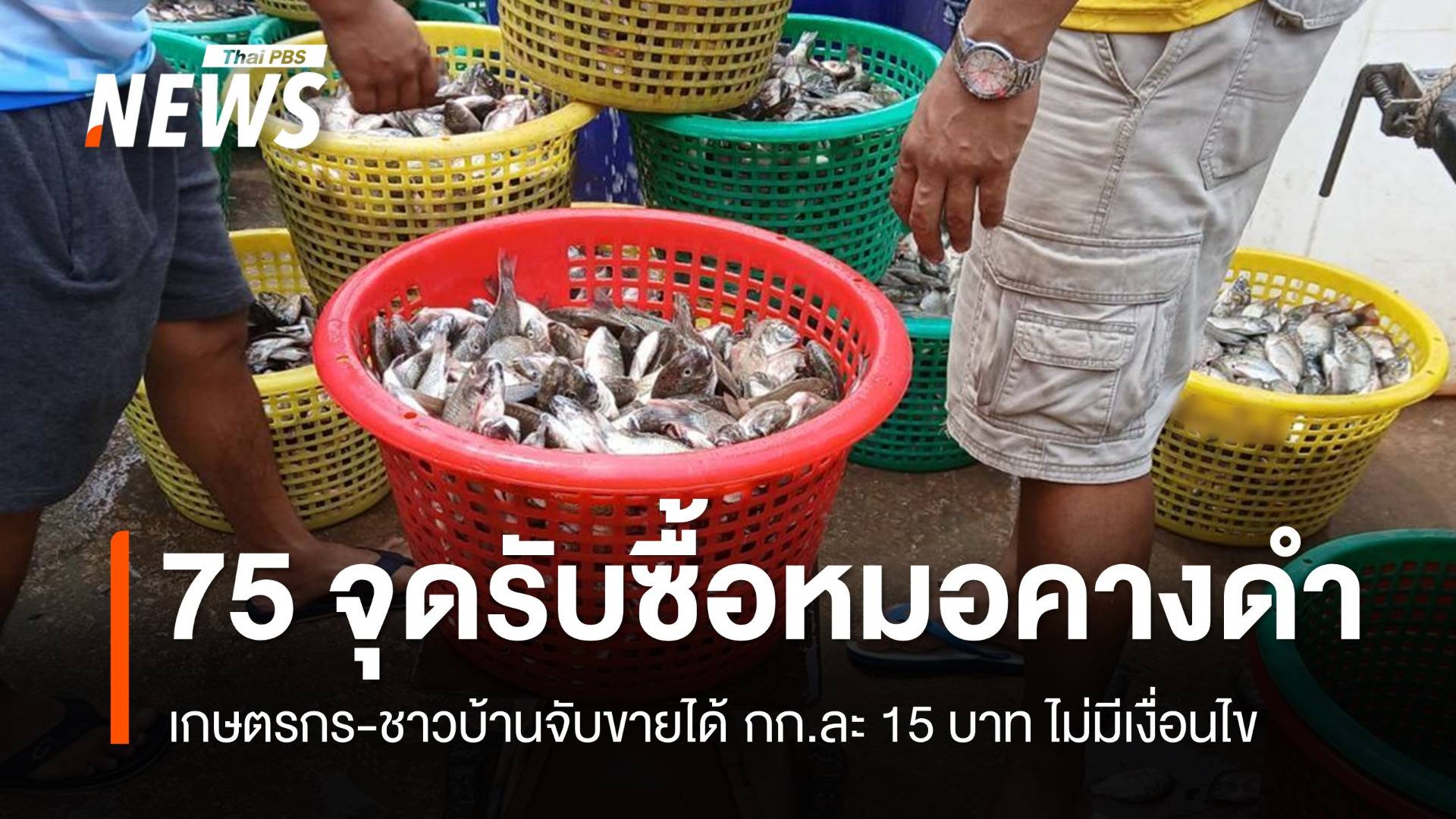 เช็ก 75 จุดรับซื้อ "ปลาหมอคางดำ" กก.ละ 15 บาท ย้ำไม่มีเงื่อนไข