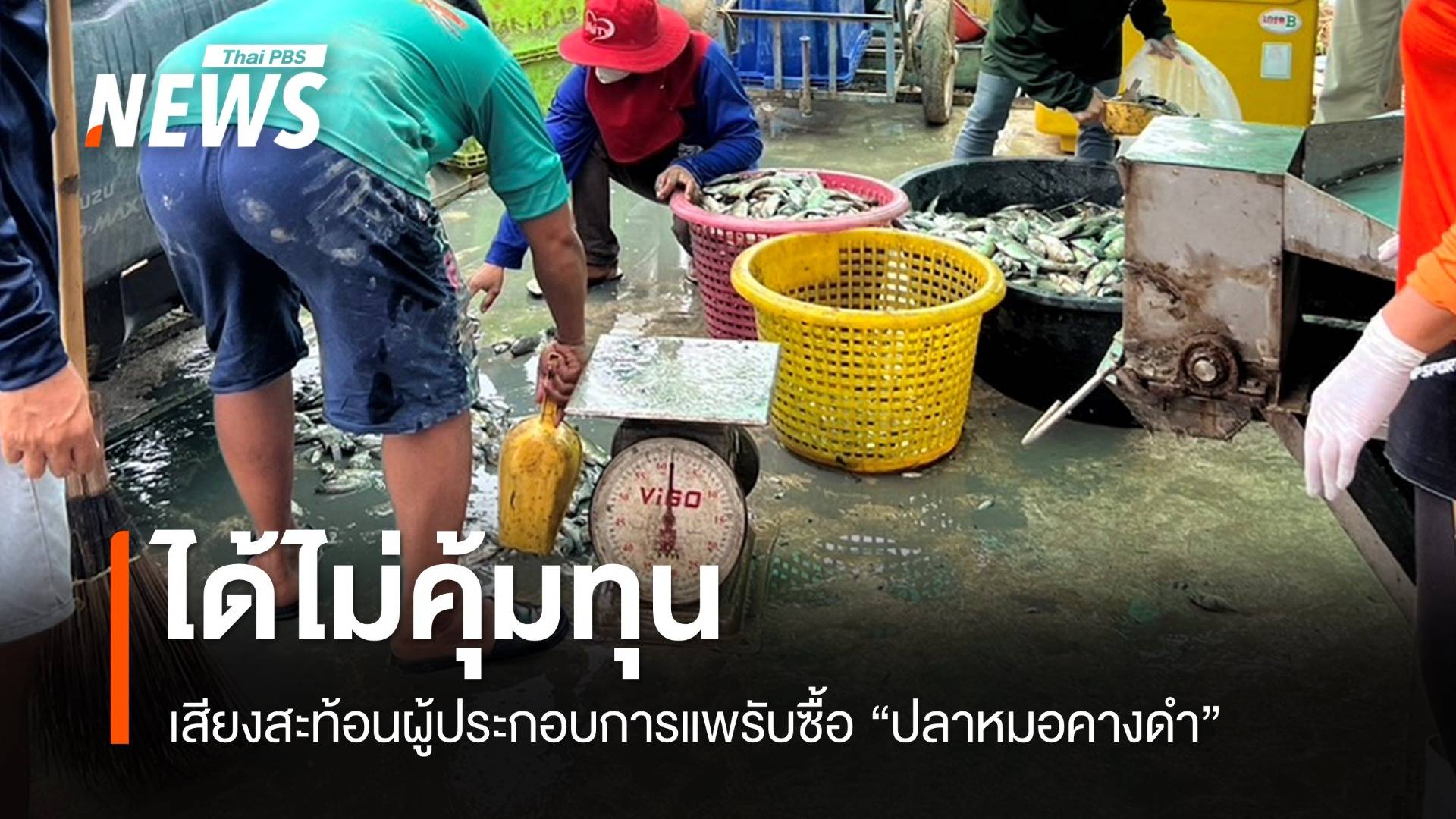 เสียงสะท้อนผู้ประกอบการ "แพรับซื้อปลาหมอคางดำ" ได้ไม่คุ้มทุน