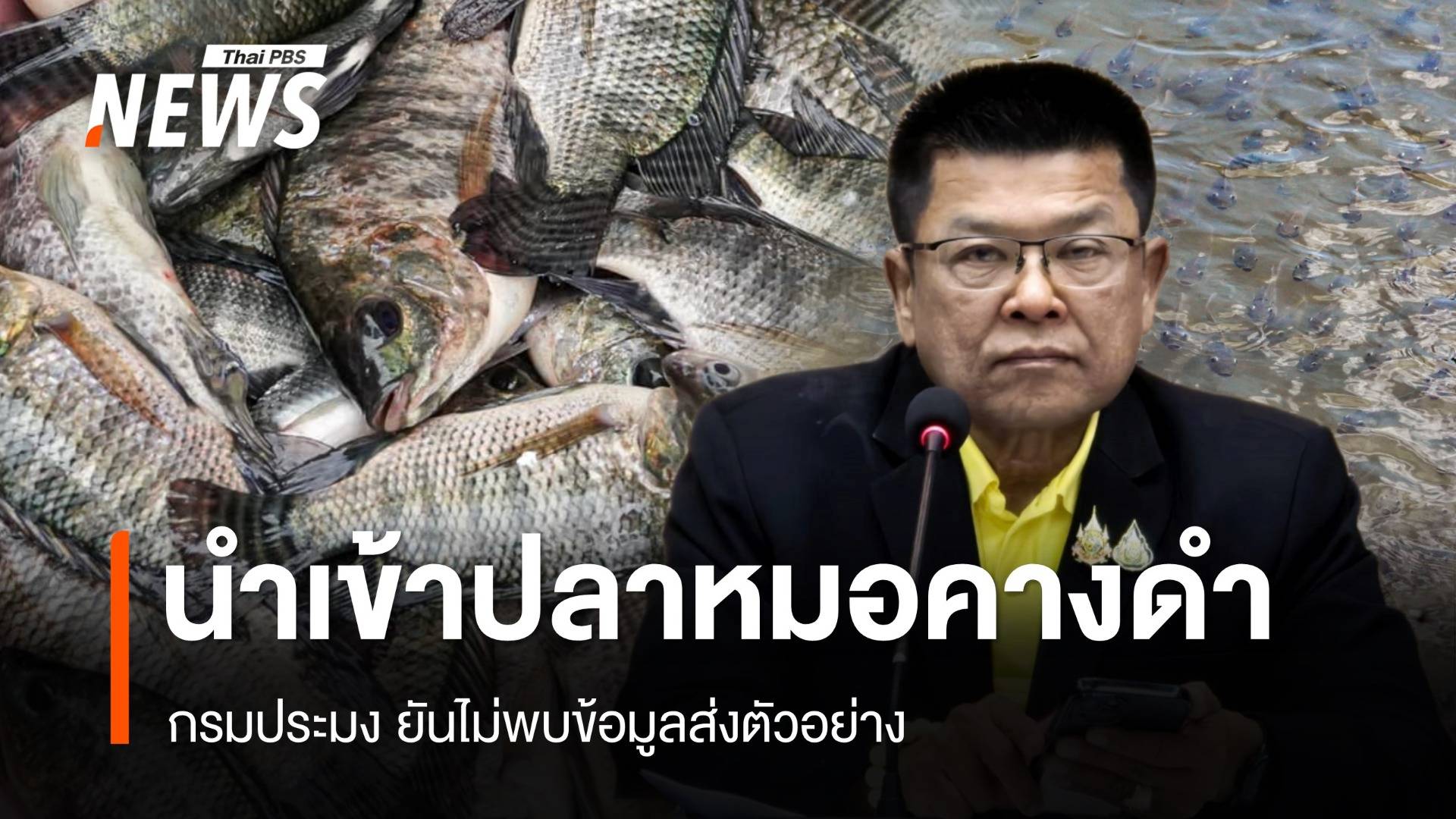 กรมประมง ยันไม่พบข้อมูลส่งตัวอย่างนำเข้า "ปลาหมอคางดำ"