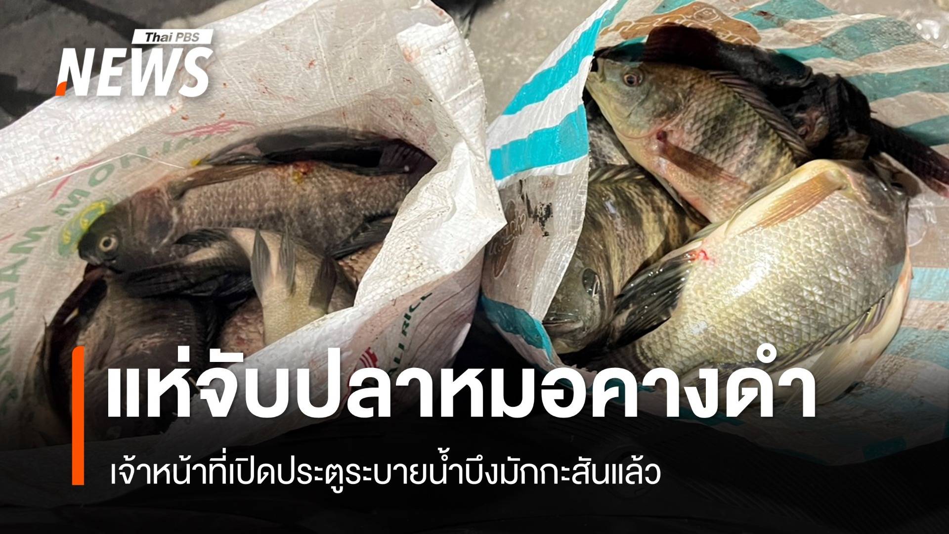 แห่จับปลาหมอคางดำ บึงมักกะสันตลอดคืน - เปิดประตูระบายน้ำแล้ว