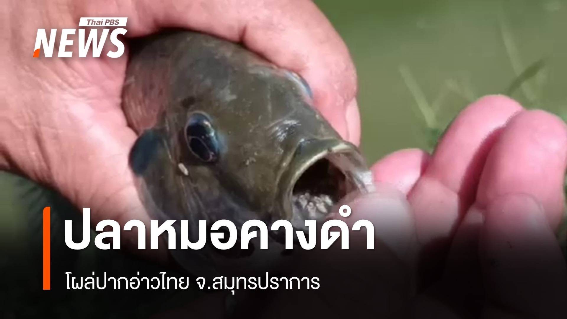 พบ "ปลาหมอคางดำ" ปากอ่าวไทย จ.สมุทรปราการ