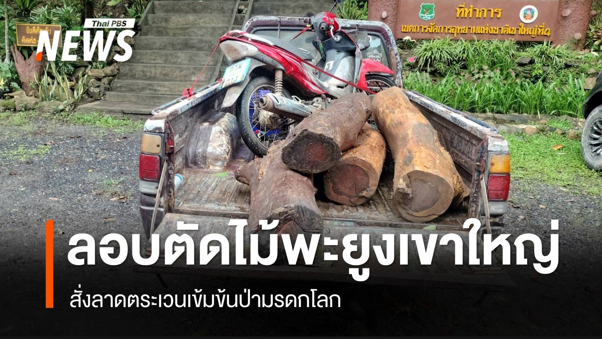 ไม่แผ่ว! แก๊งลอบตัด "ไม้พะยูง" ป่าเขาใหญ่-ทับลาน