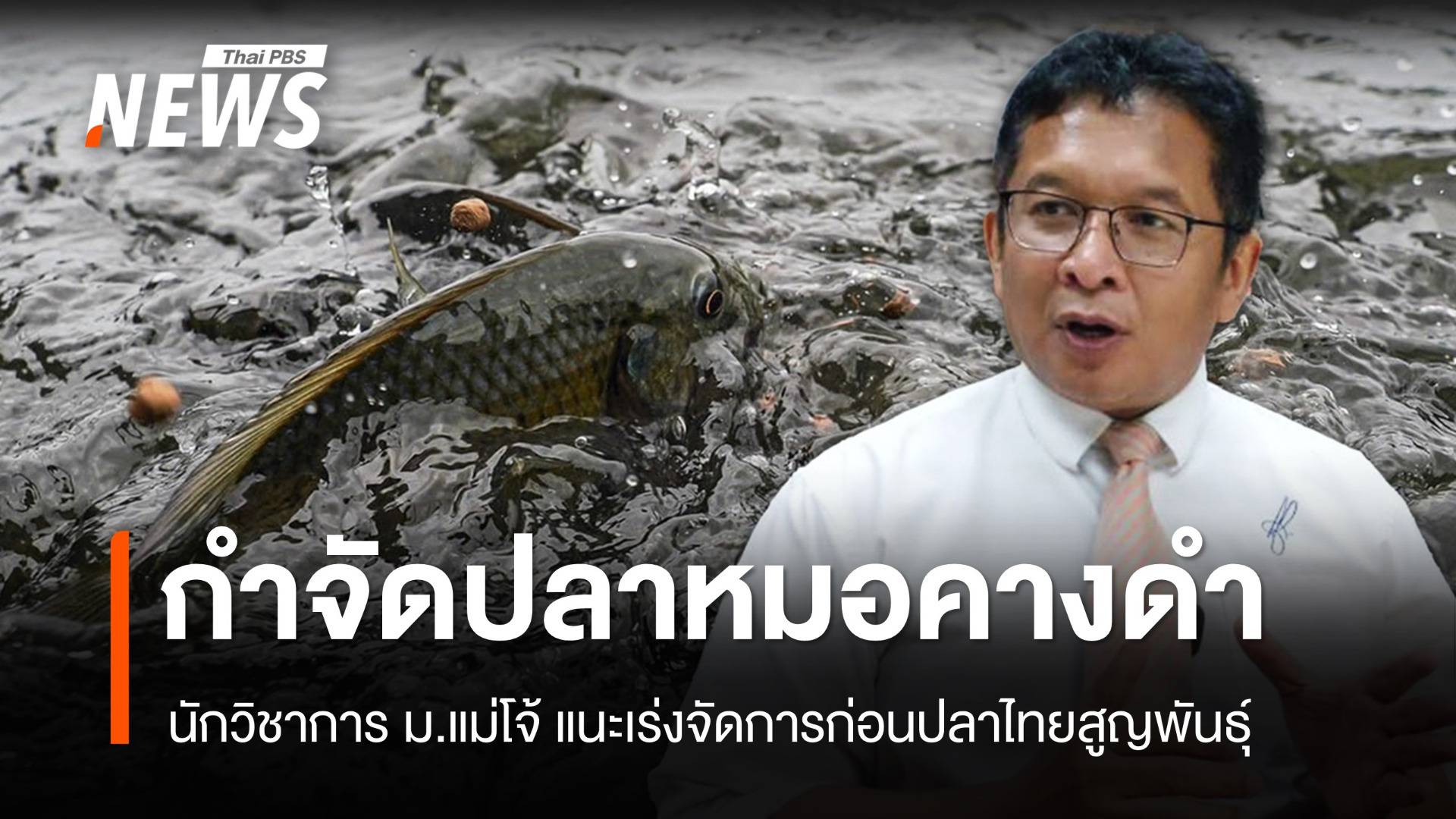 นักวิชาการแม่โจ้แนะเร่งกำจัด “ปลาหมอคางดำ” ก่อนปลาไทยสูญพันธุ์