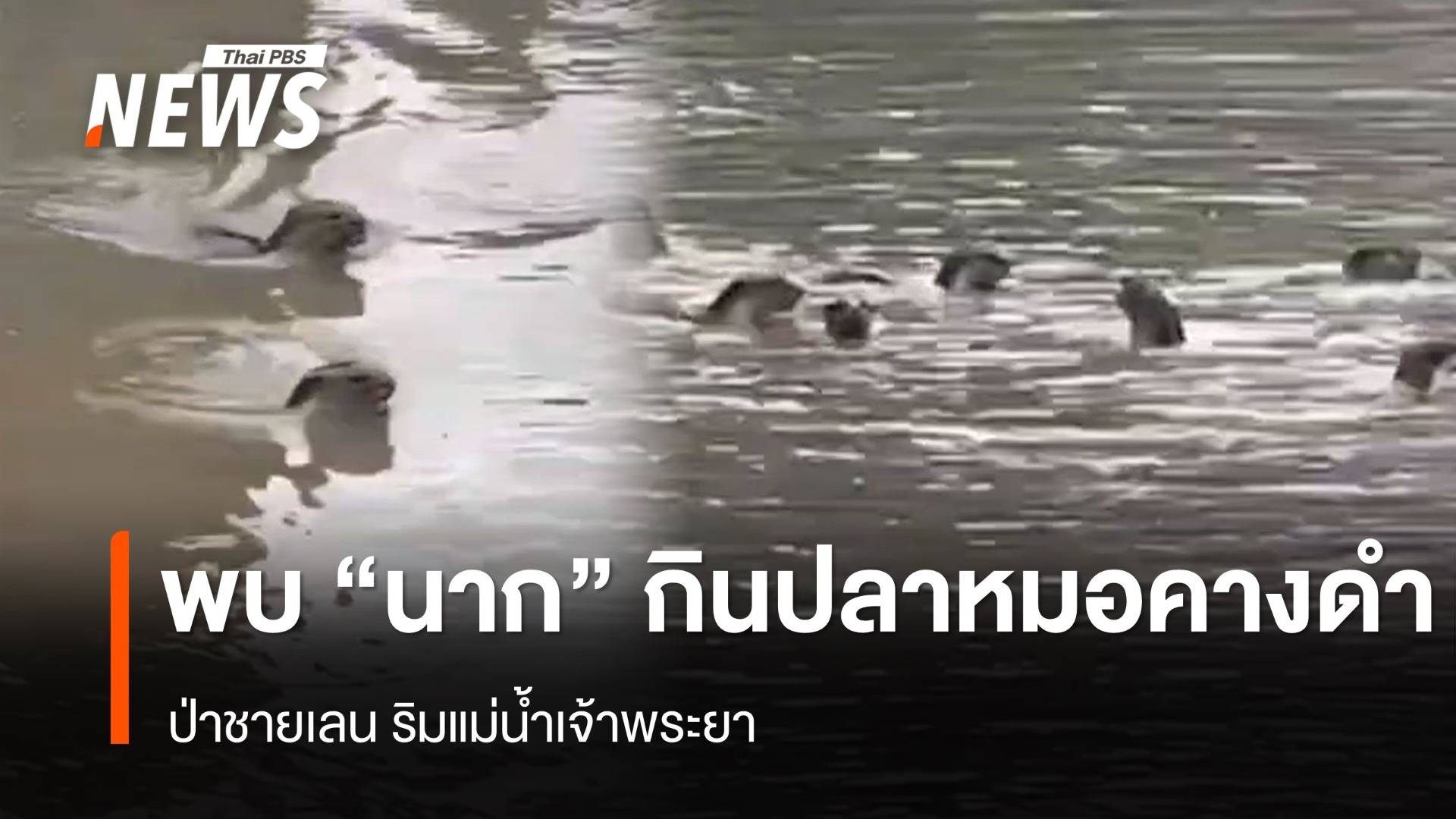 "ฝูงนาก" โผล่กิน "ปลาหมอคางดำ" ป่าชายเลนริมเจ้าพระยา