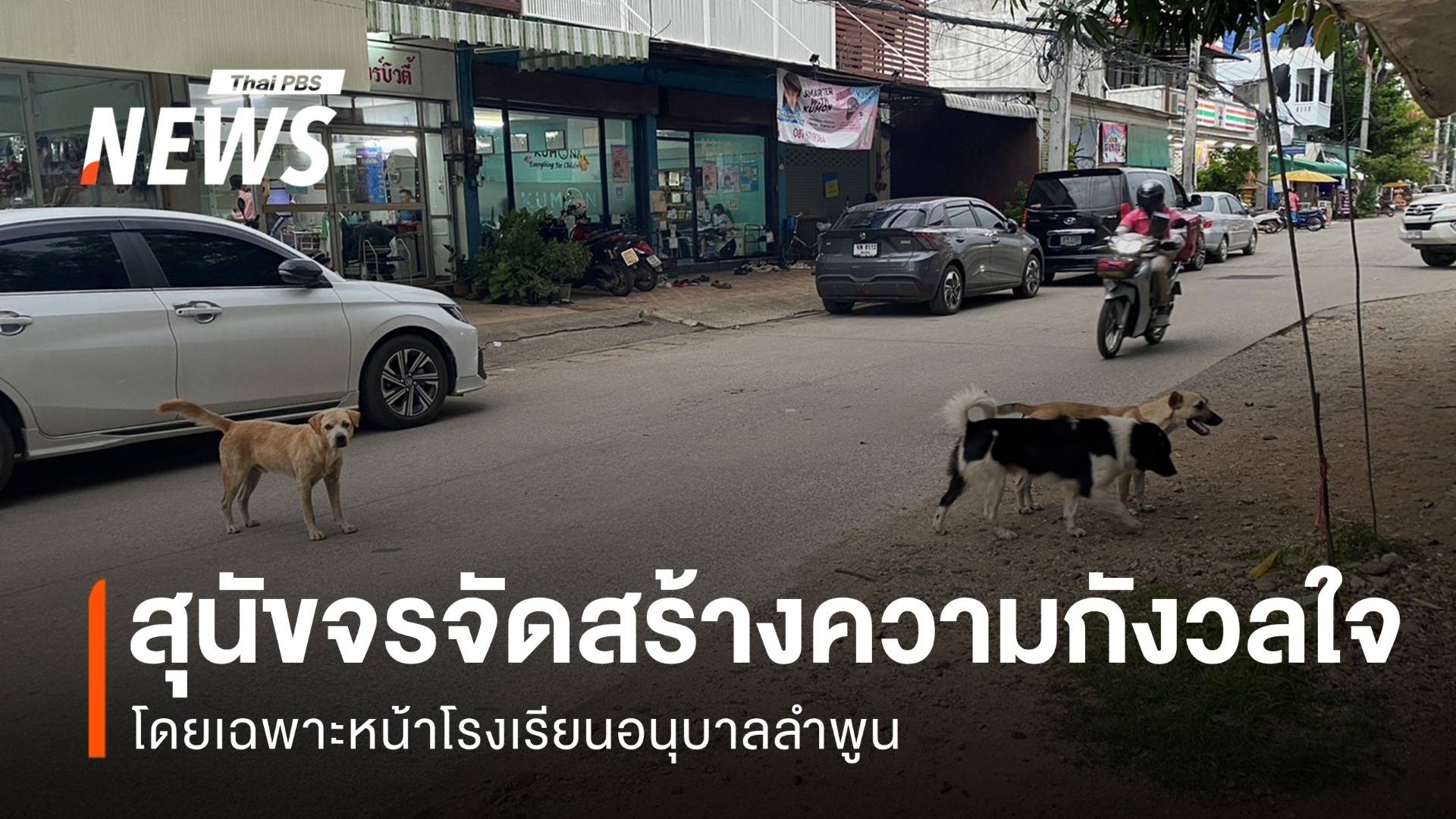 จังหวัดลำพูน เตรียมแก้ปัญหาสุนัขจรจัด