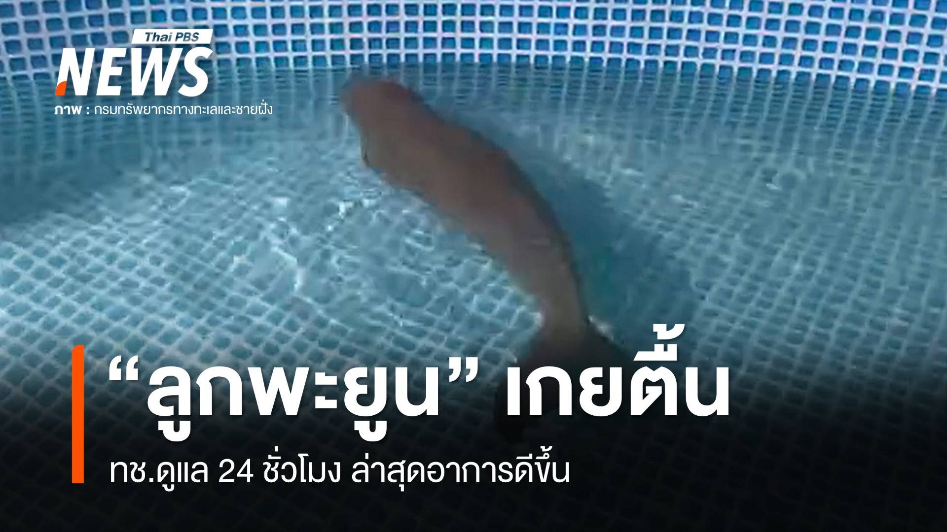 ทช.ดูแล 24 ชม. "ลูกพะยูน" หลงแม่เกาะปอดะ ล่าสุดอาการดีขึ้น