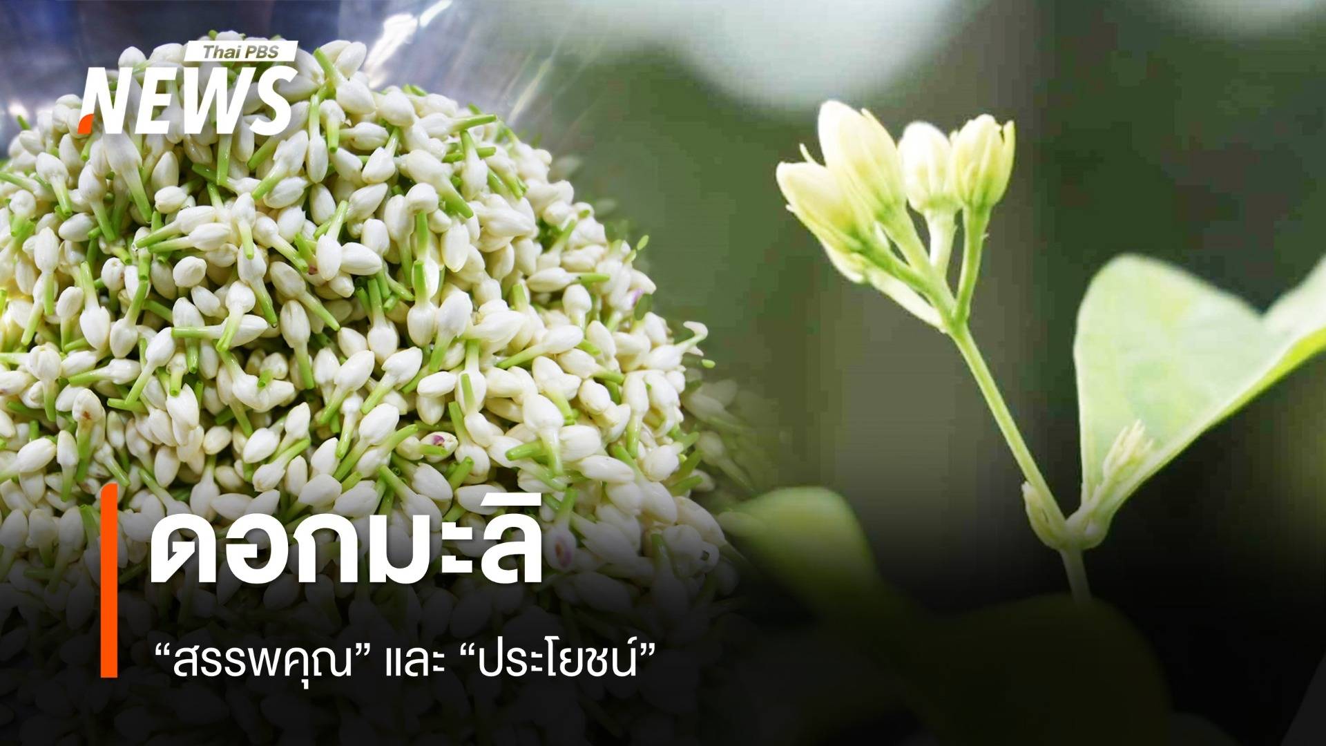 "สรรพคุณ" และ "ประโยชน์" จาก "ดอกมะลิ" ที่หลายคนอาจยังไม่รู้