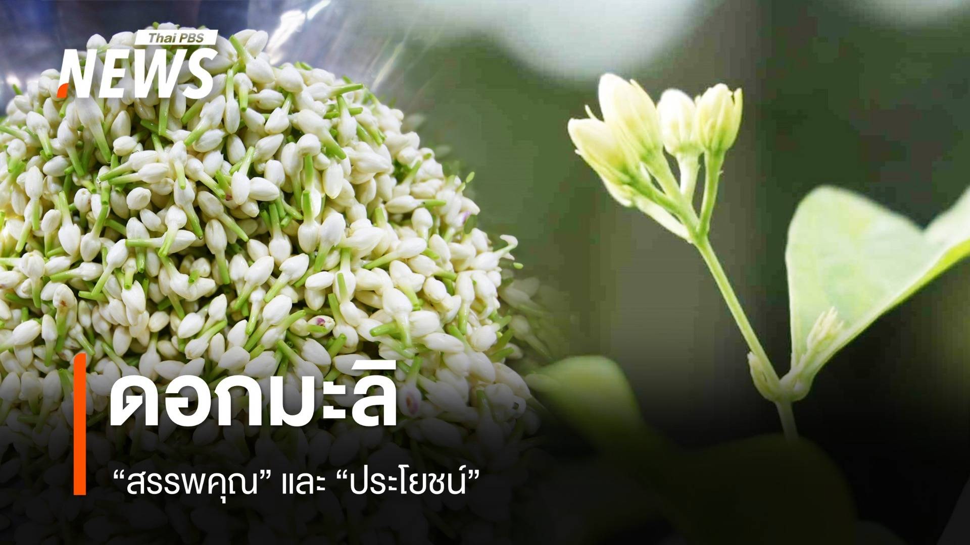 "สรรพคุณ" และ "ประโยชน์" จาก "ดอกมะลิ" ที่หลายคนอาจยังไม่รู้  