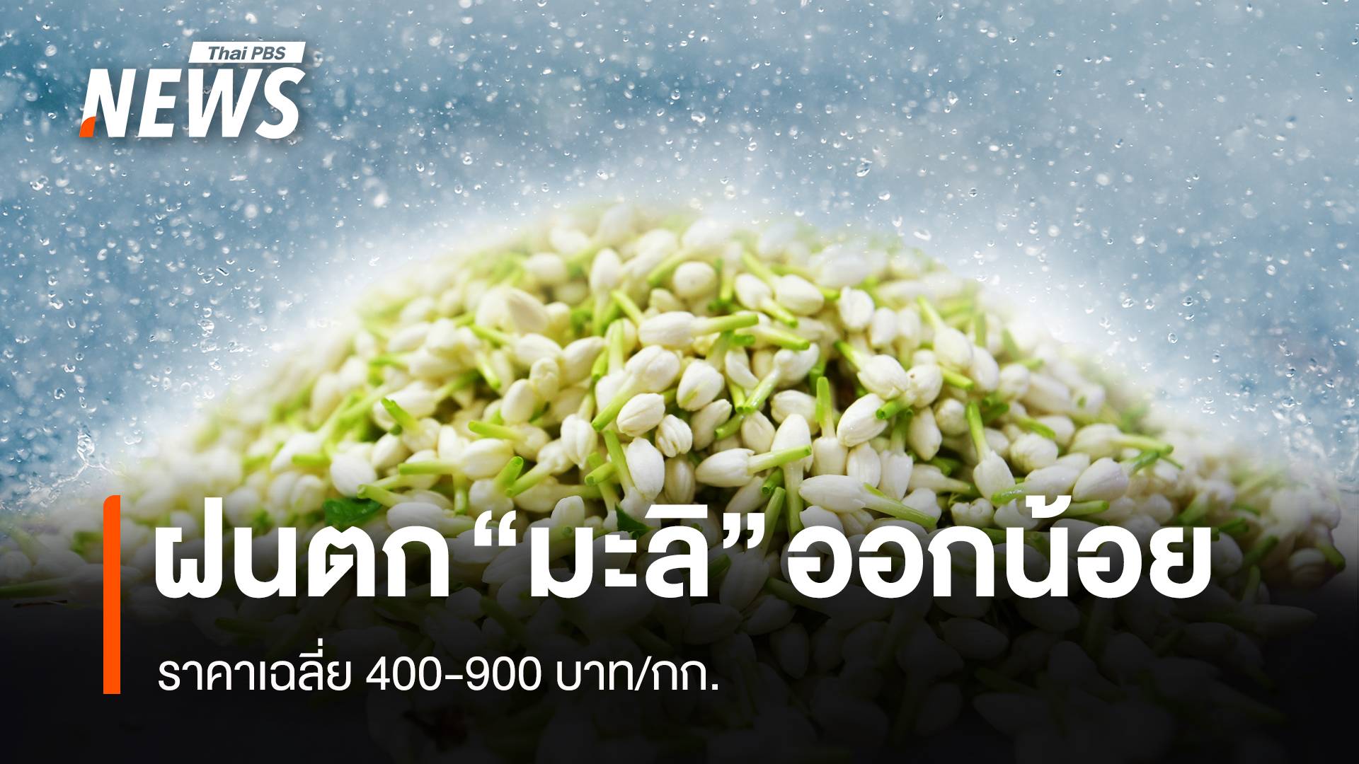 ฝนตก ทำ “ดอกมะลิ” ออกน้อย ราคาเฉลี่ย 400-900 บาท/กก.