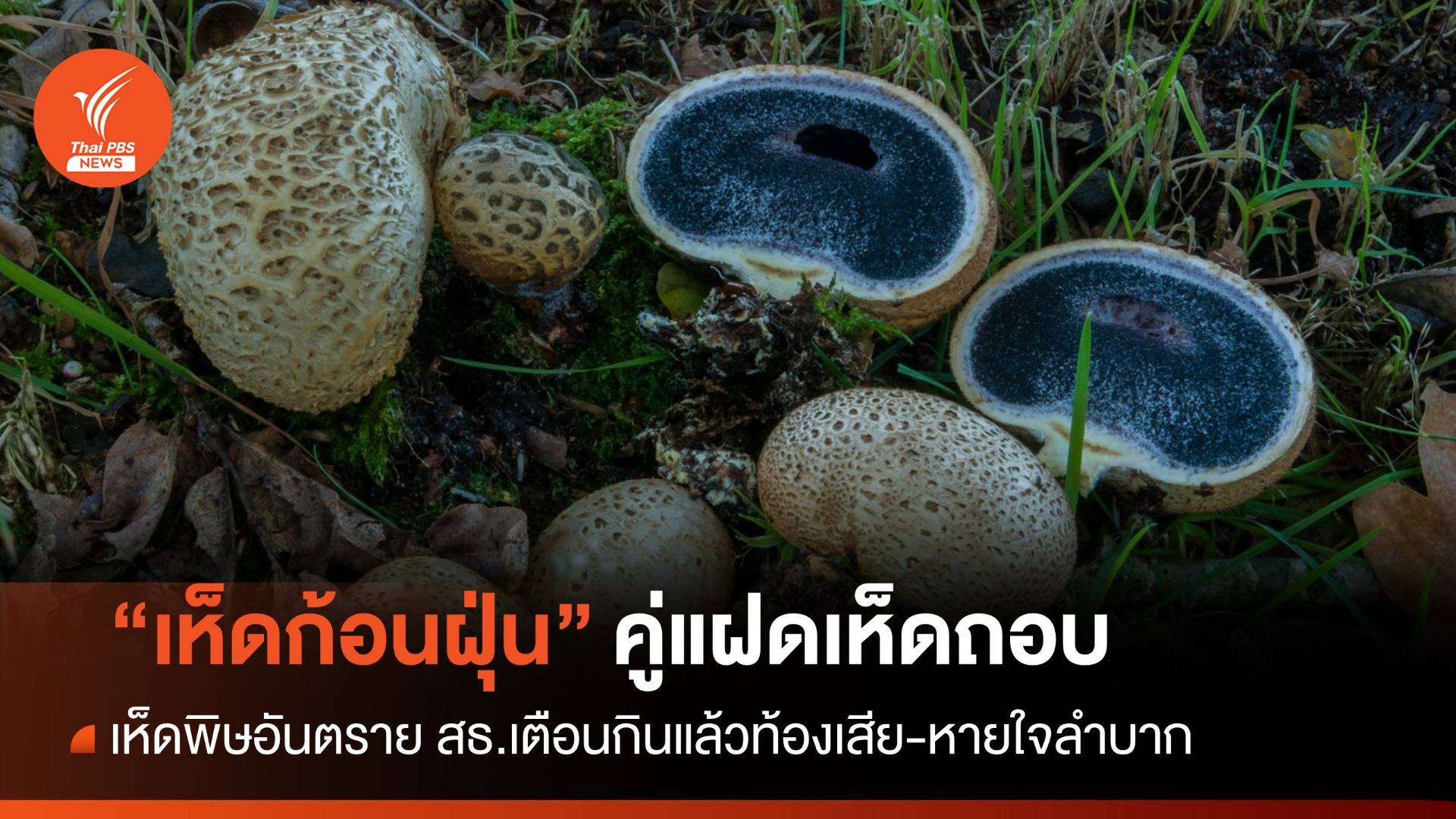 ระวัง! แฝดเห็บถอบ "เห็ดก้อนฝุ่น" เห็ดพิษทำท้องเสีย-หายใจลำบาก